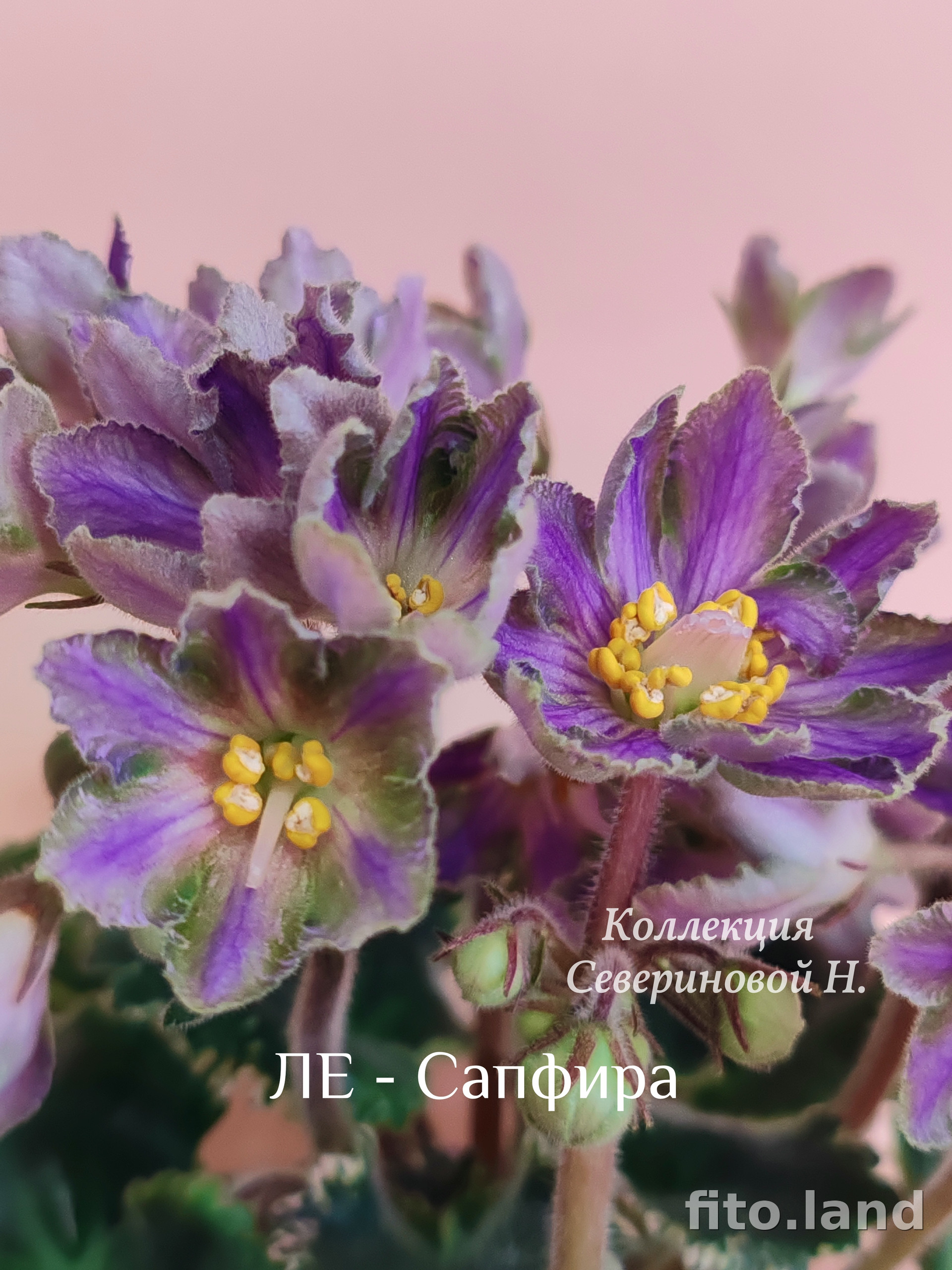 Фиалка ЛЕ-Сапфира, фото
