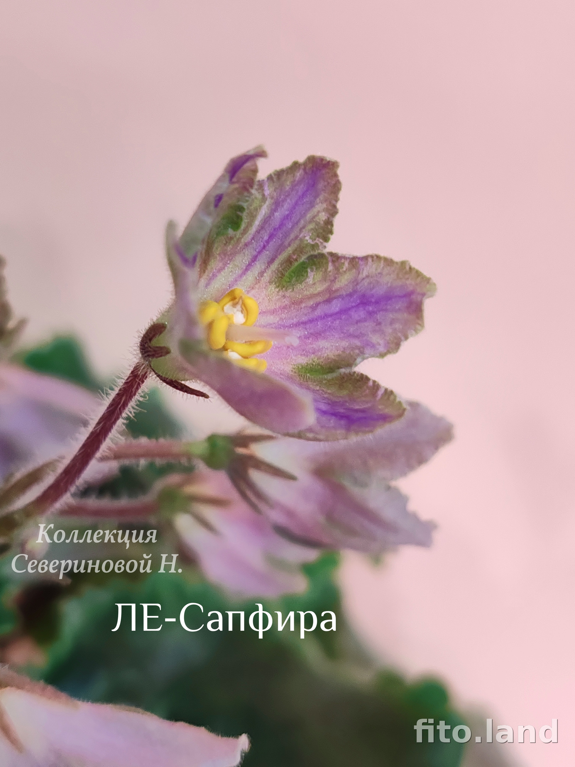 Фиалка ЛЕ-Сапфира, фото