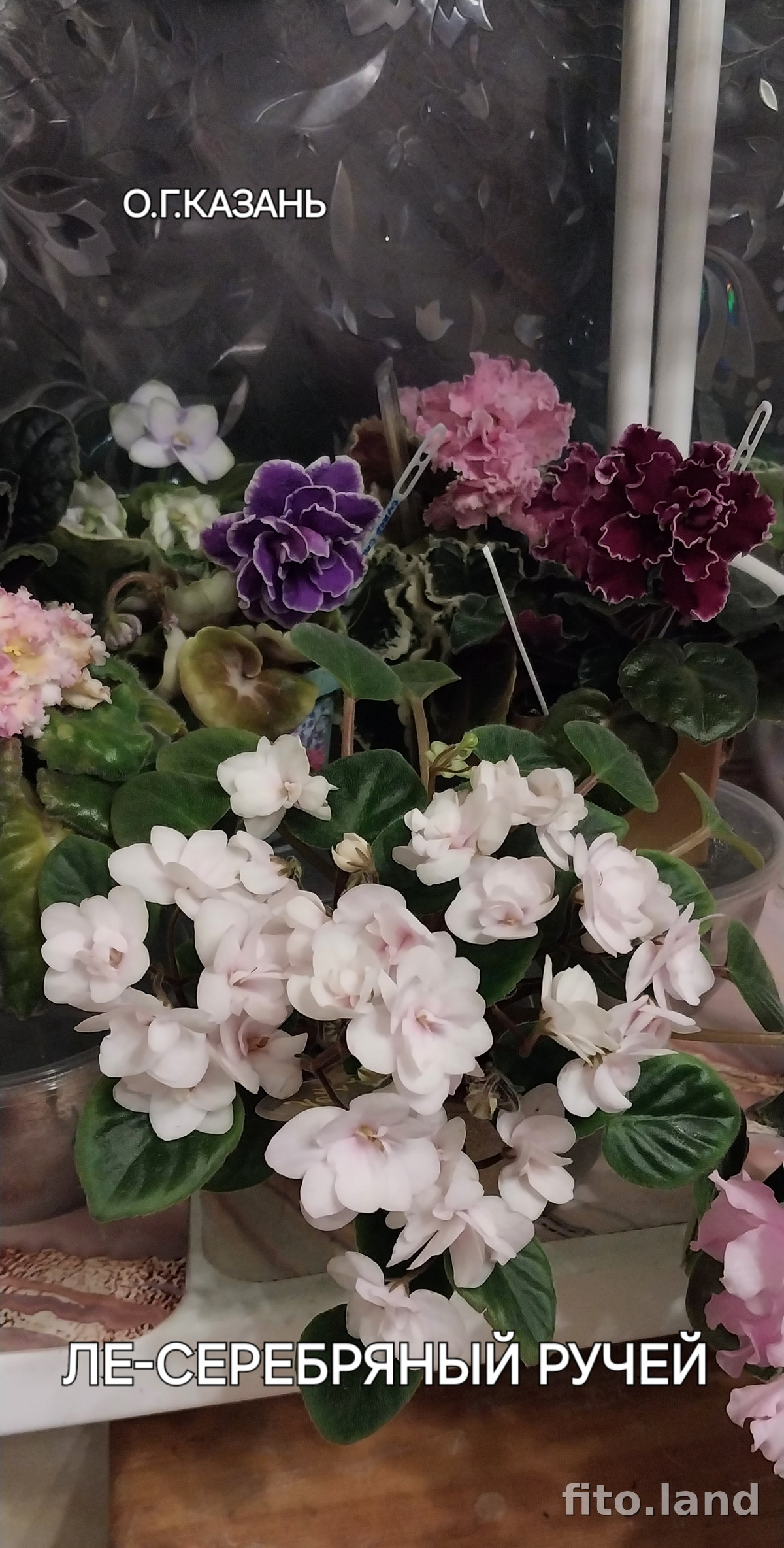 Фиалка ЛЕ-Серебряный Ручей, фото