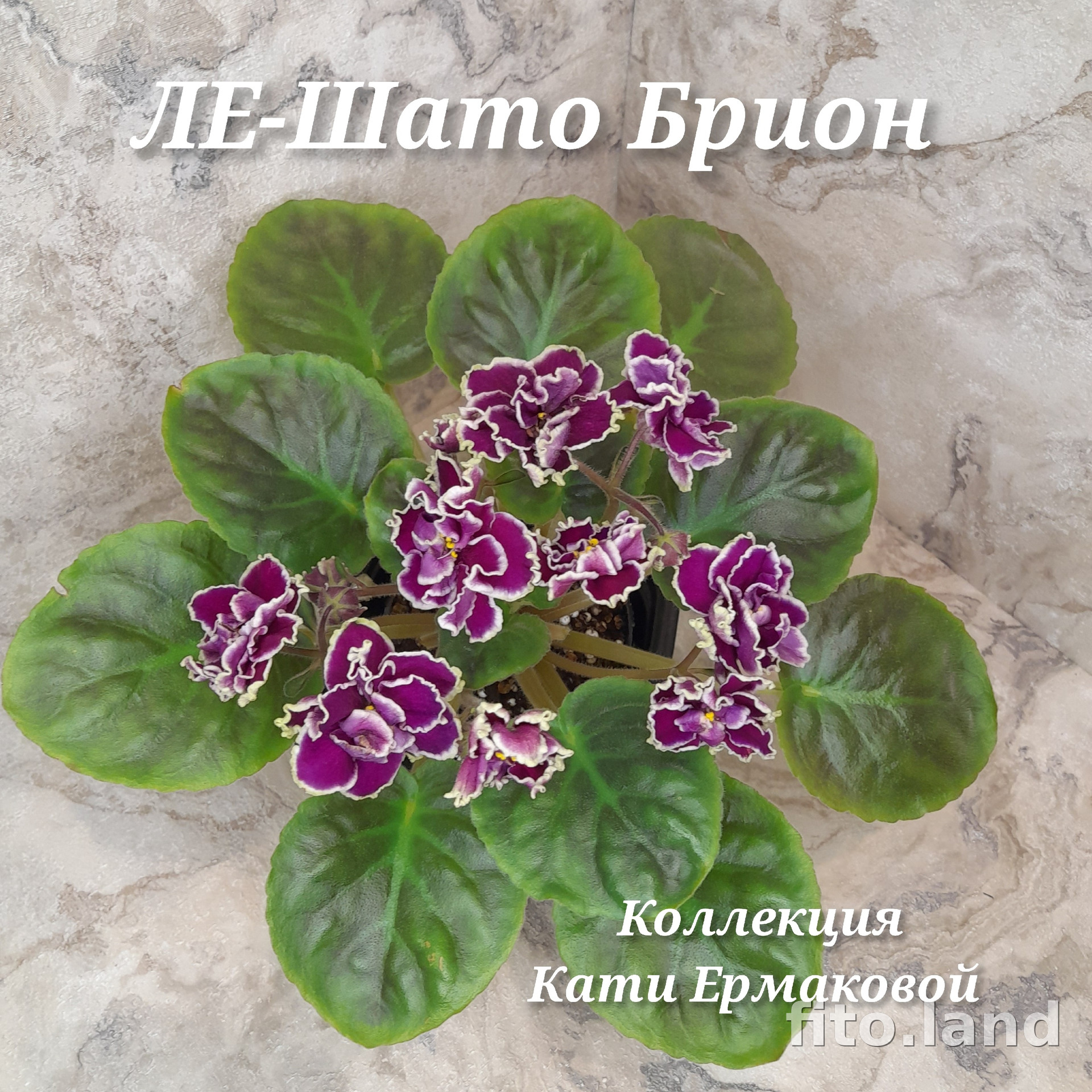 Фиалка ЛЕ-Шато Брион, фото