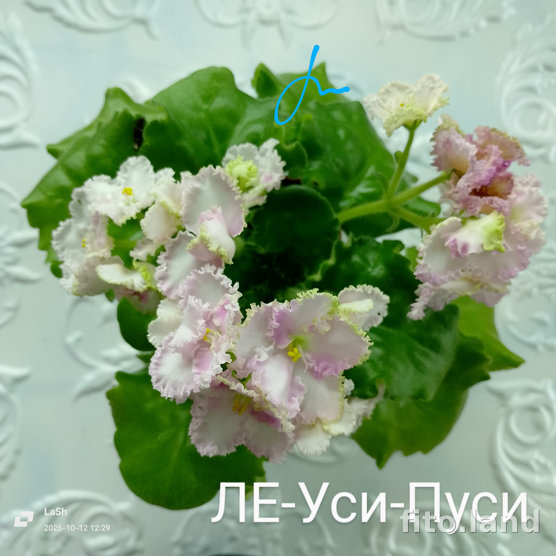 Фиалка ЛЕ-Уси-Пуси, фото