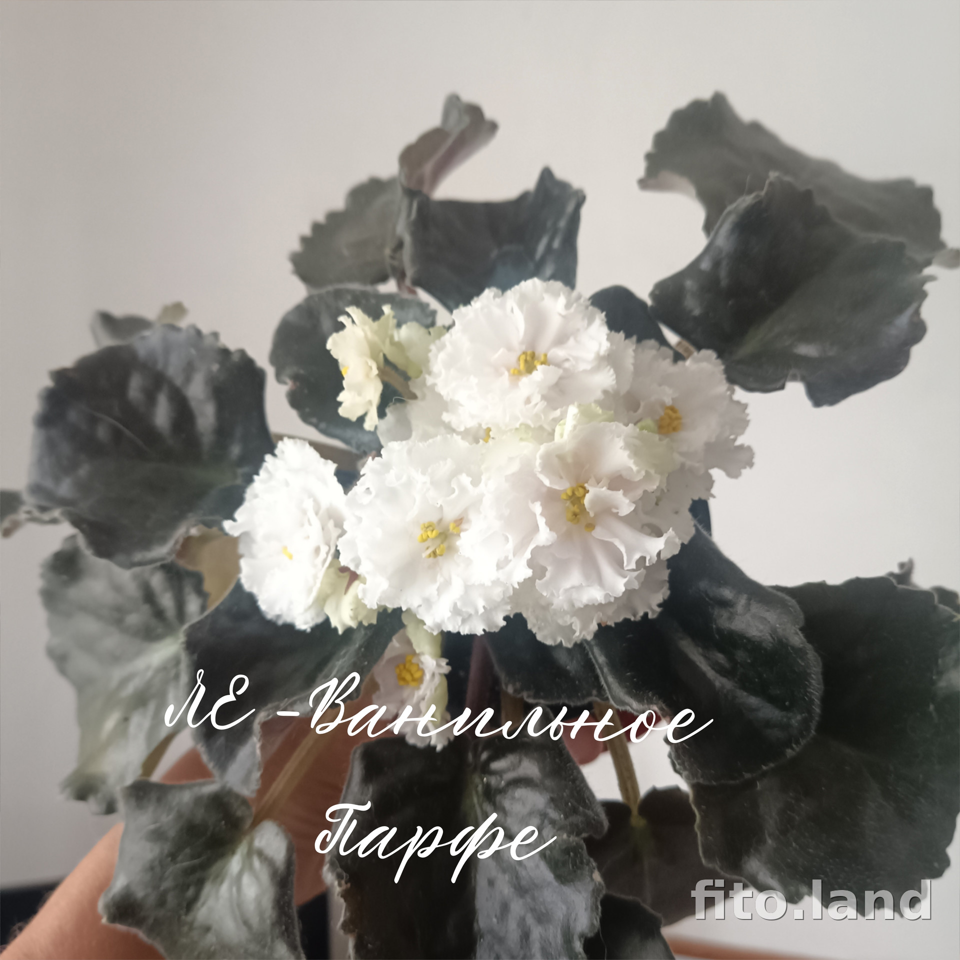 Фиалка ЛЕ-Ванильное Парфе, фото