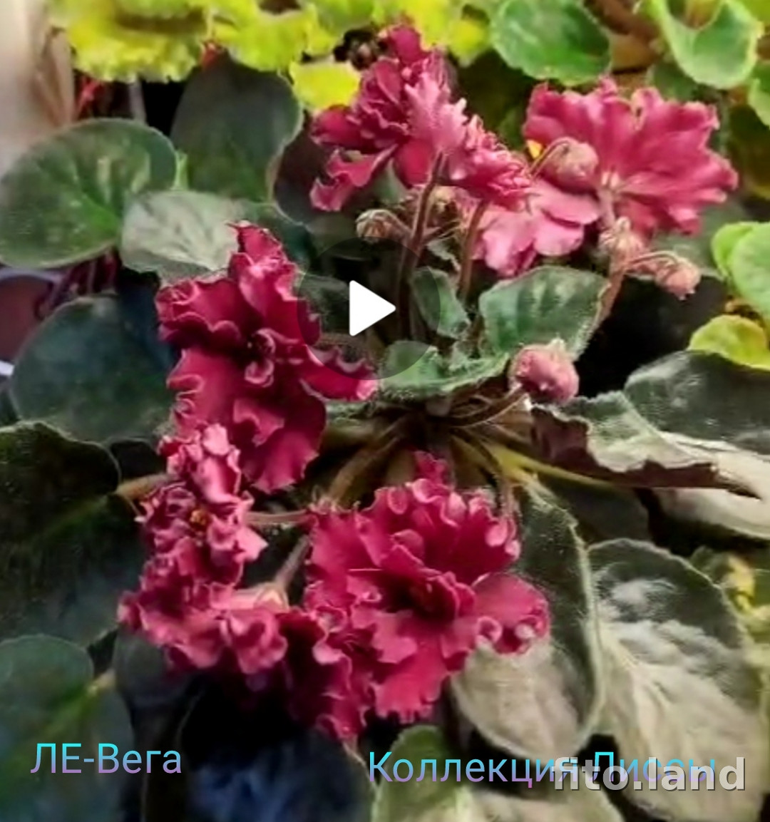 Фиалка ЛЕ-Вега, фото