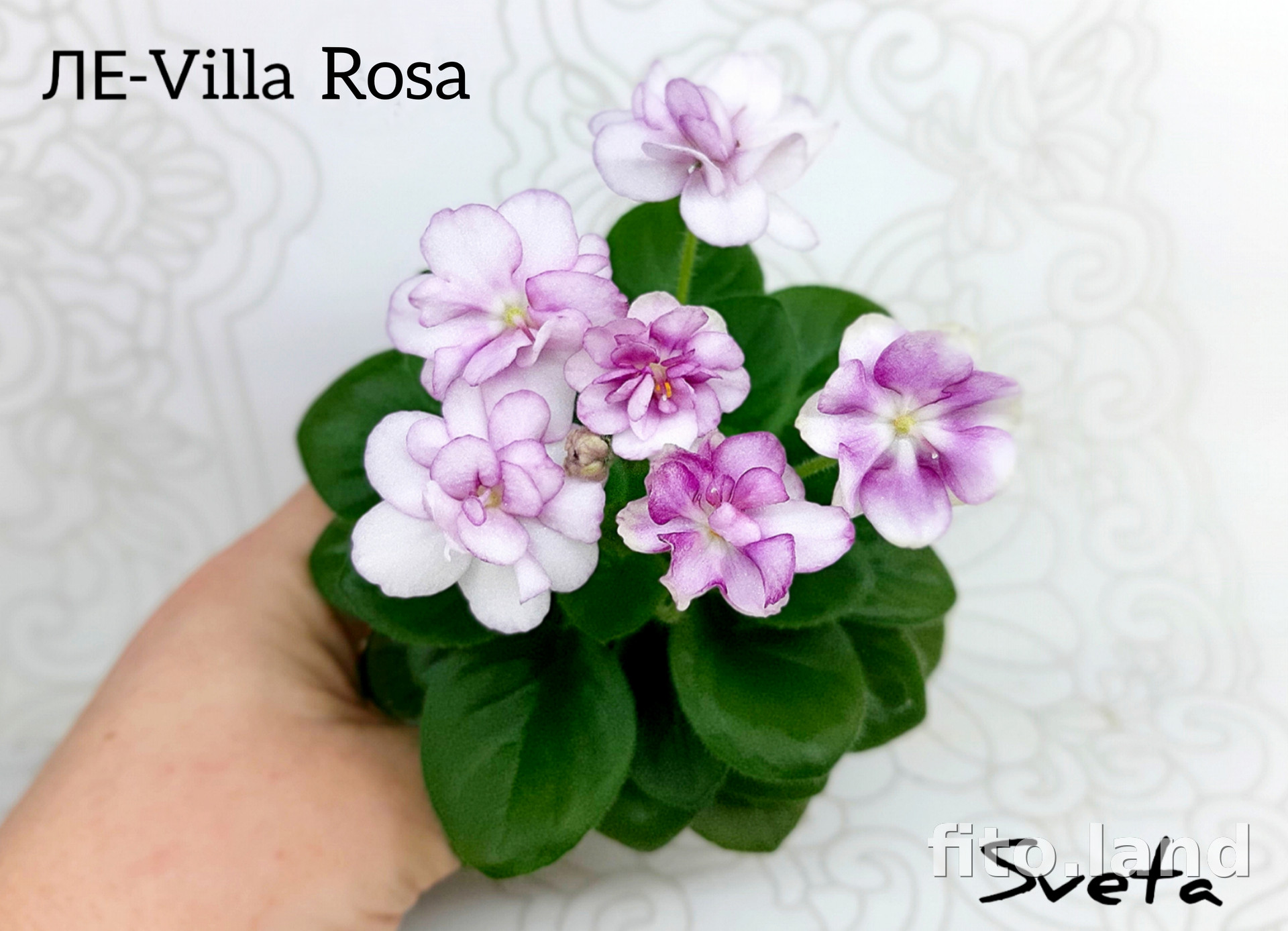 Фиалка ЛЕ-Villa Rosa, фото