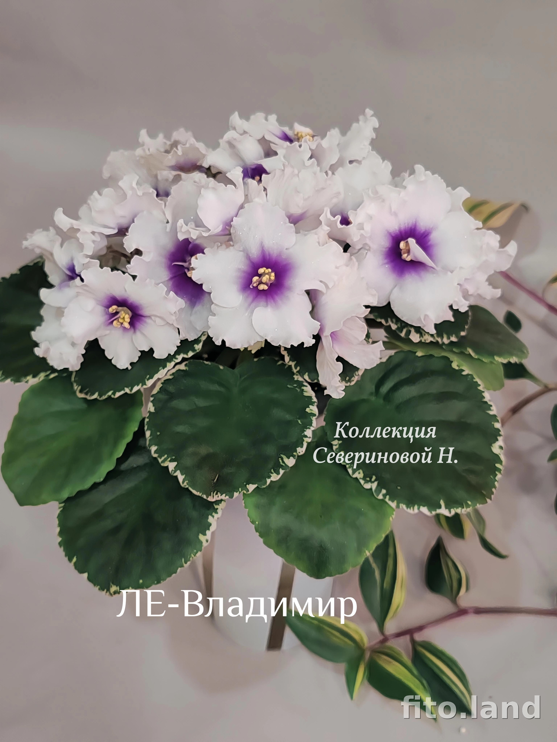 Фиалка ЛЕ-Владимир, фото