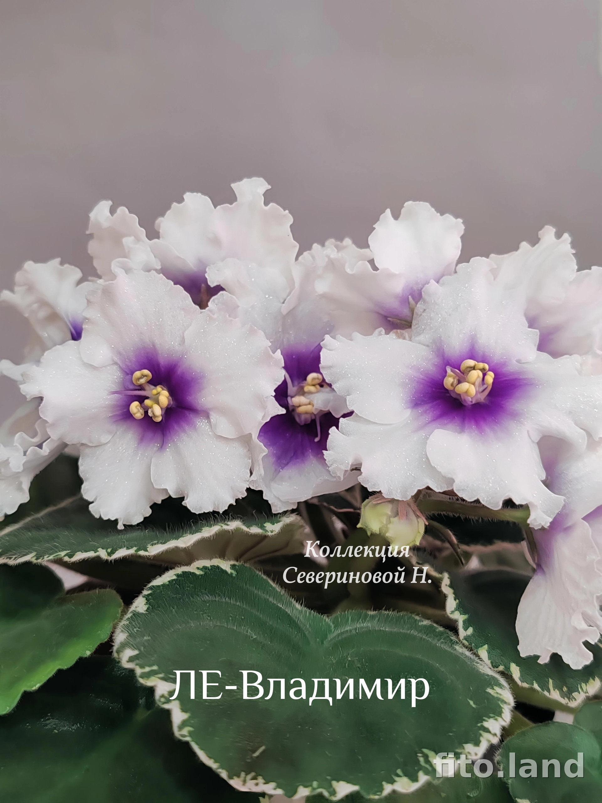 Фиалка ЛЕ-Владимир, фото