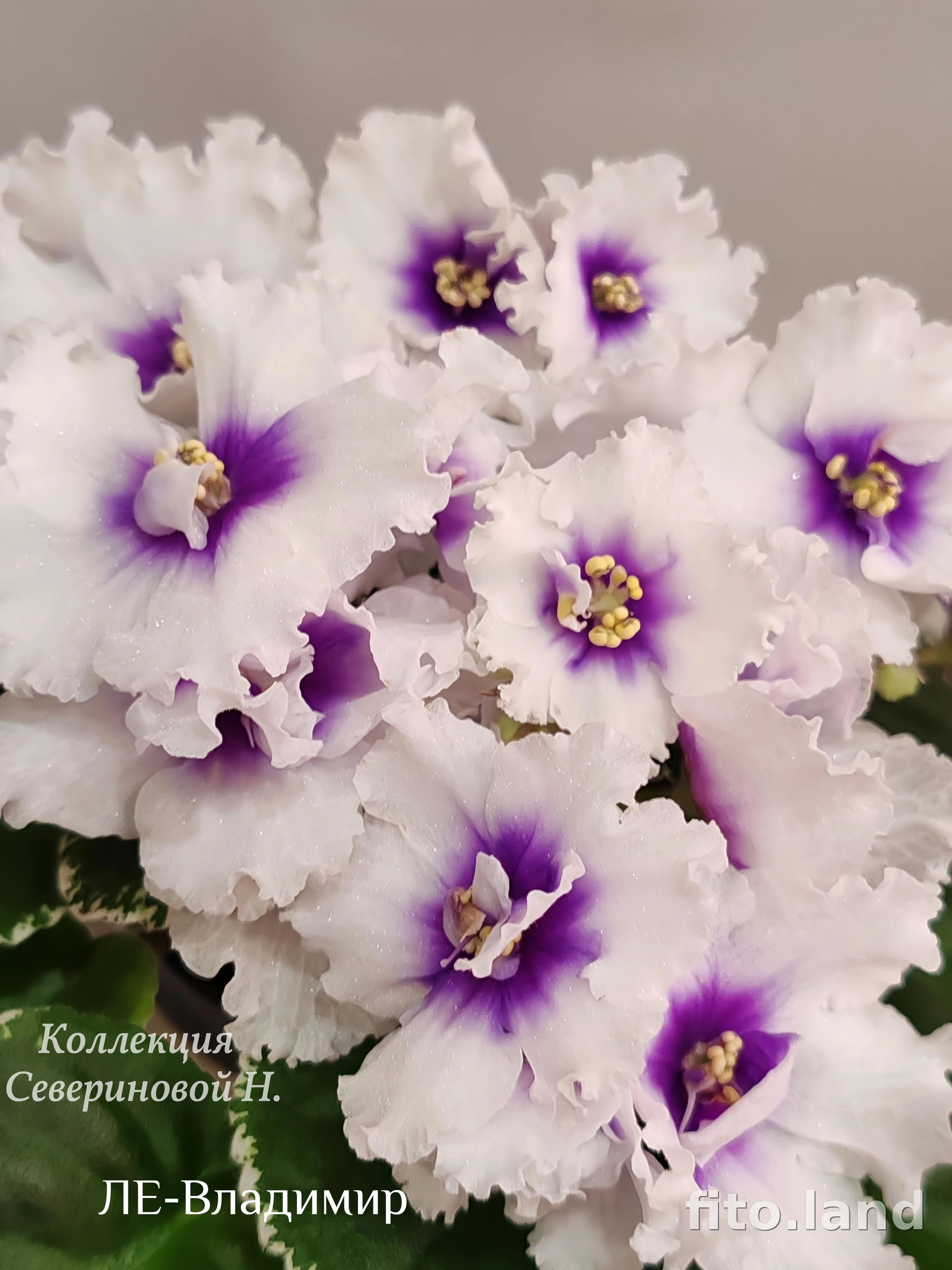 Фиалка ЛЕ-Владимир, фото