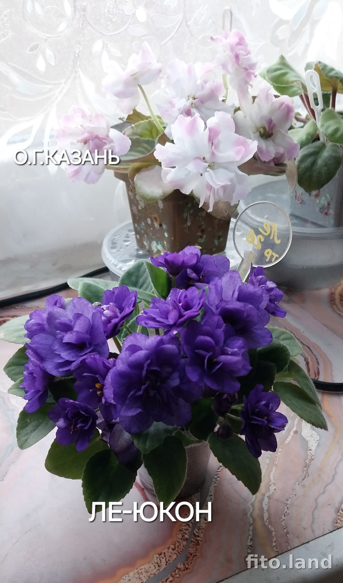 Фиалка ЛЕ-Юкон, фото