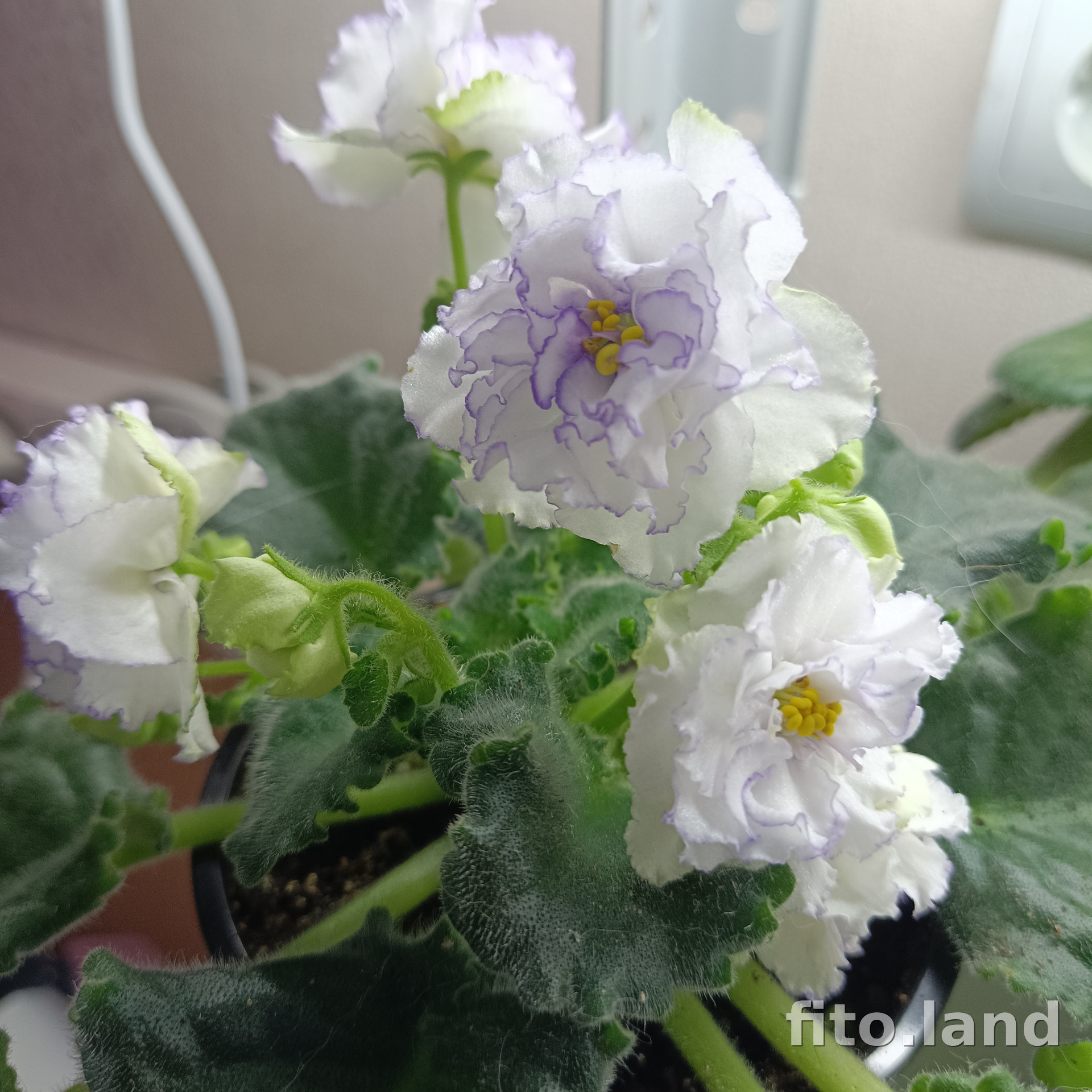 Фиалка ЛЕ-Юлия, фото