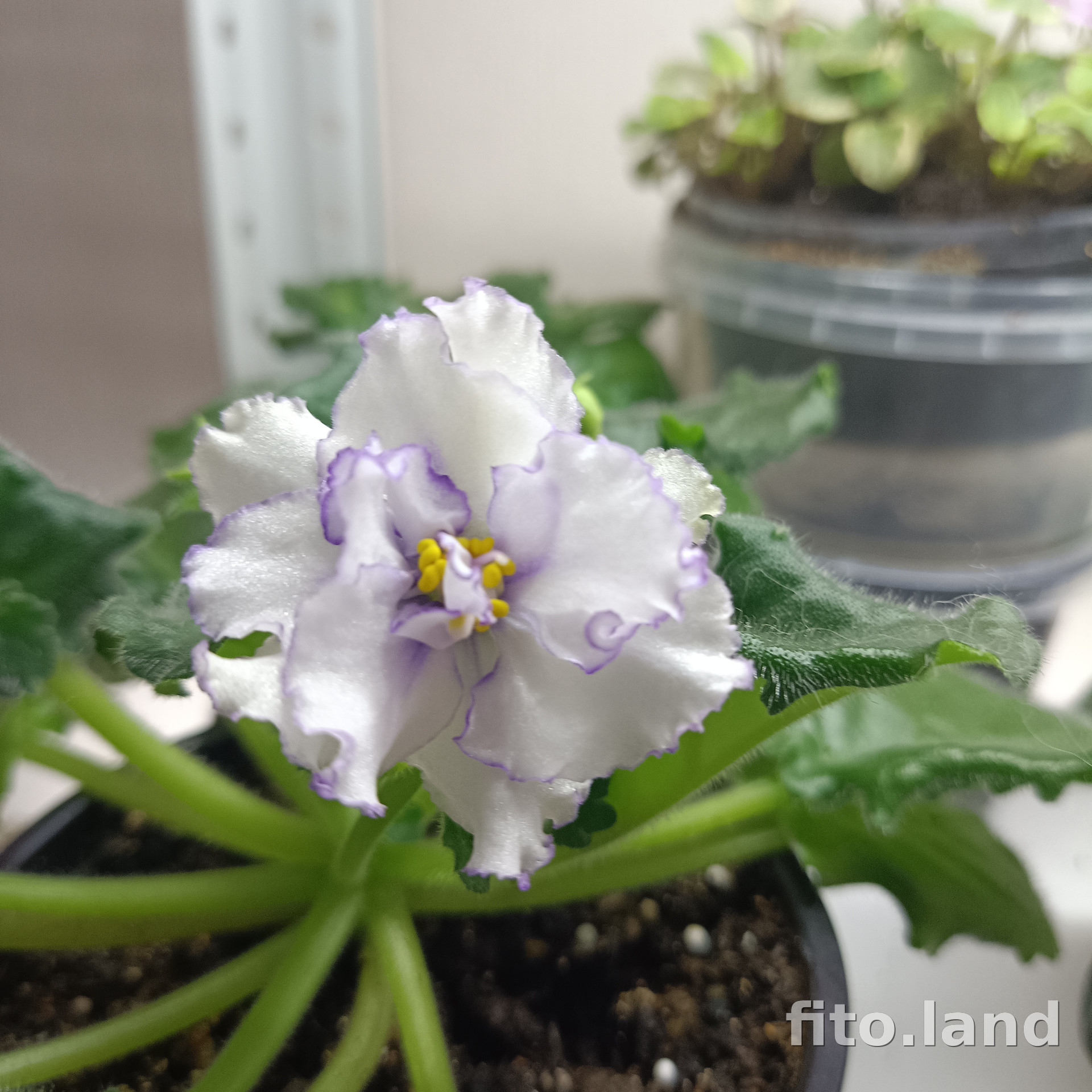 Фиалка ЛЕ-Юлия, фото