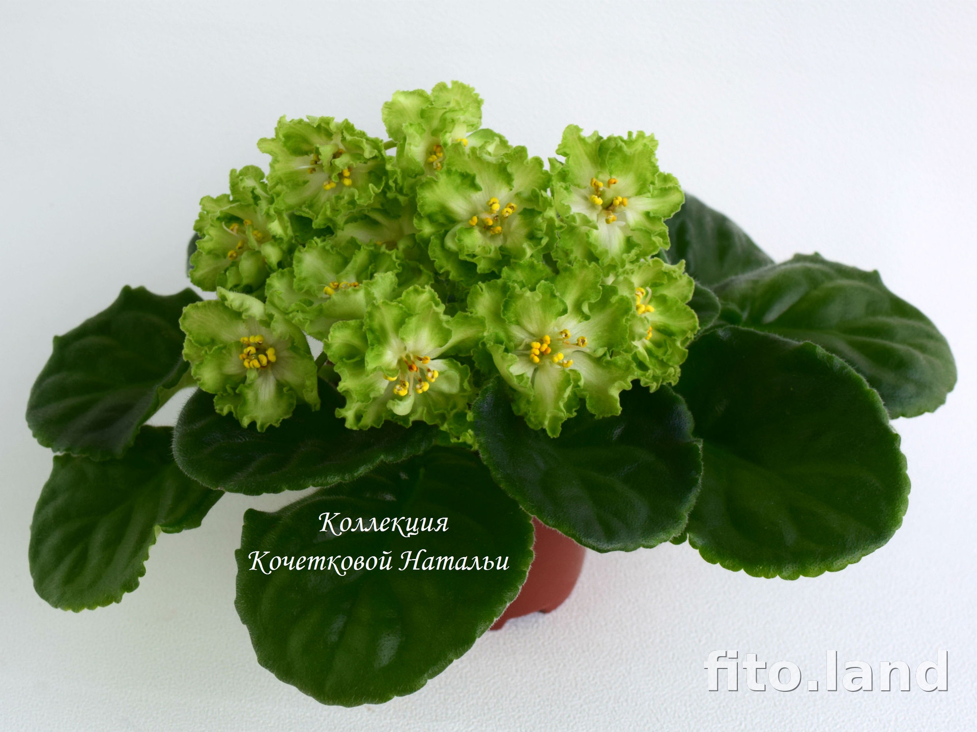 Фиалка ЛЕ-Зеленая Кракозябра, фото