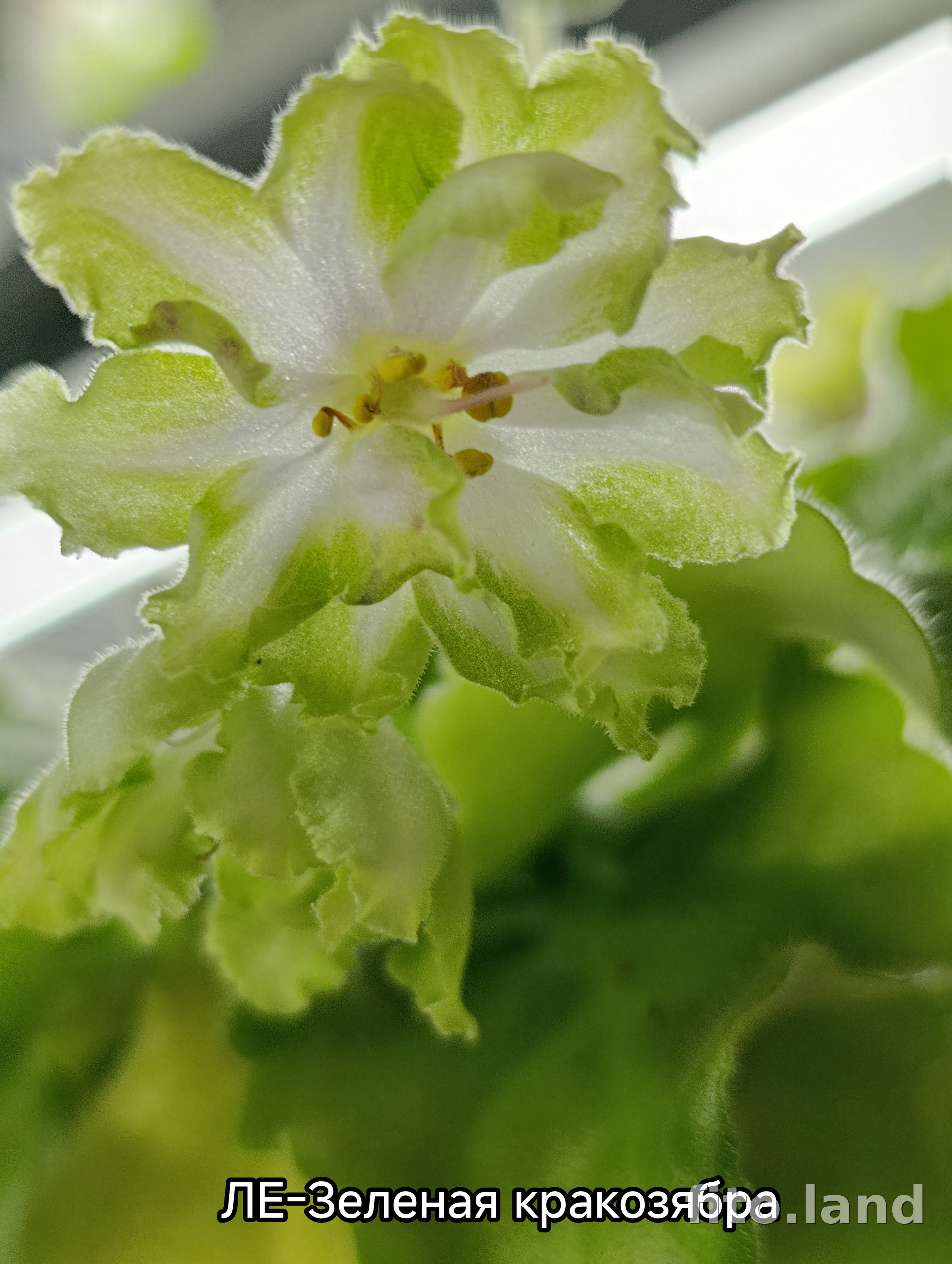 Фиалка ЛЕ-Зеленая Кракозябра, фото