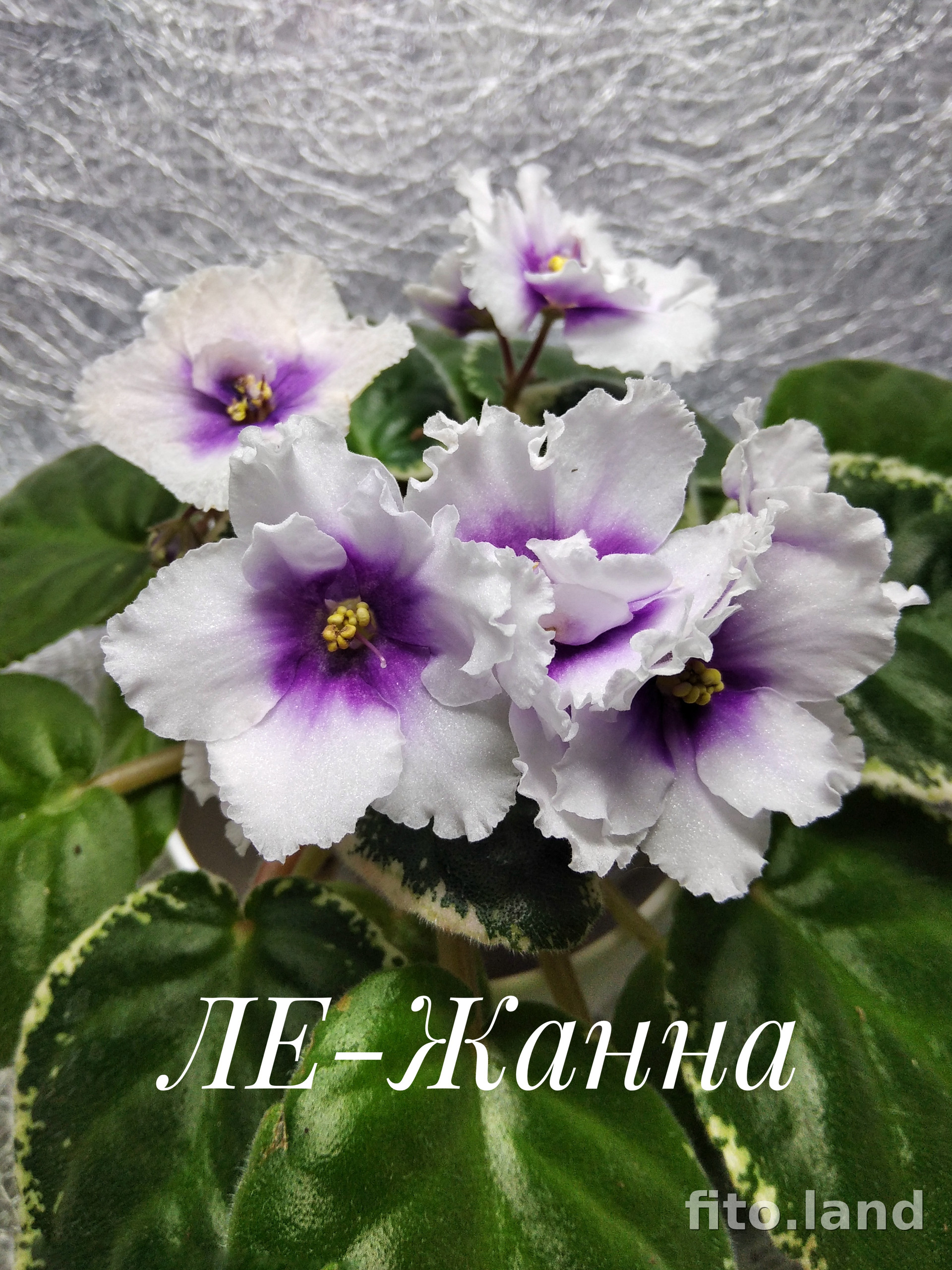 Фиалка ЛЕ-Жанна, фото