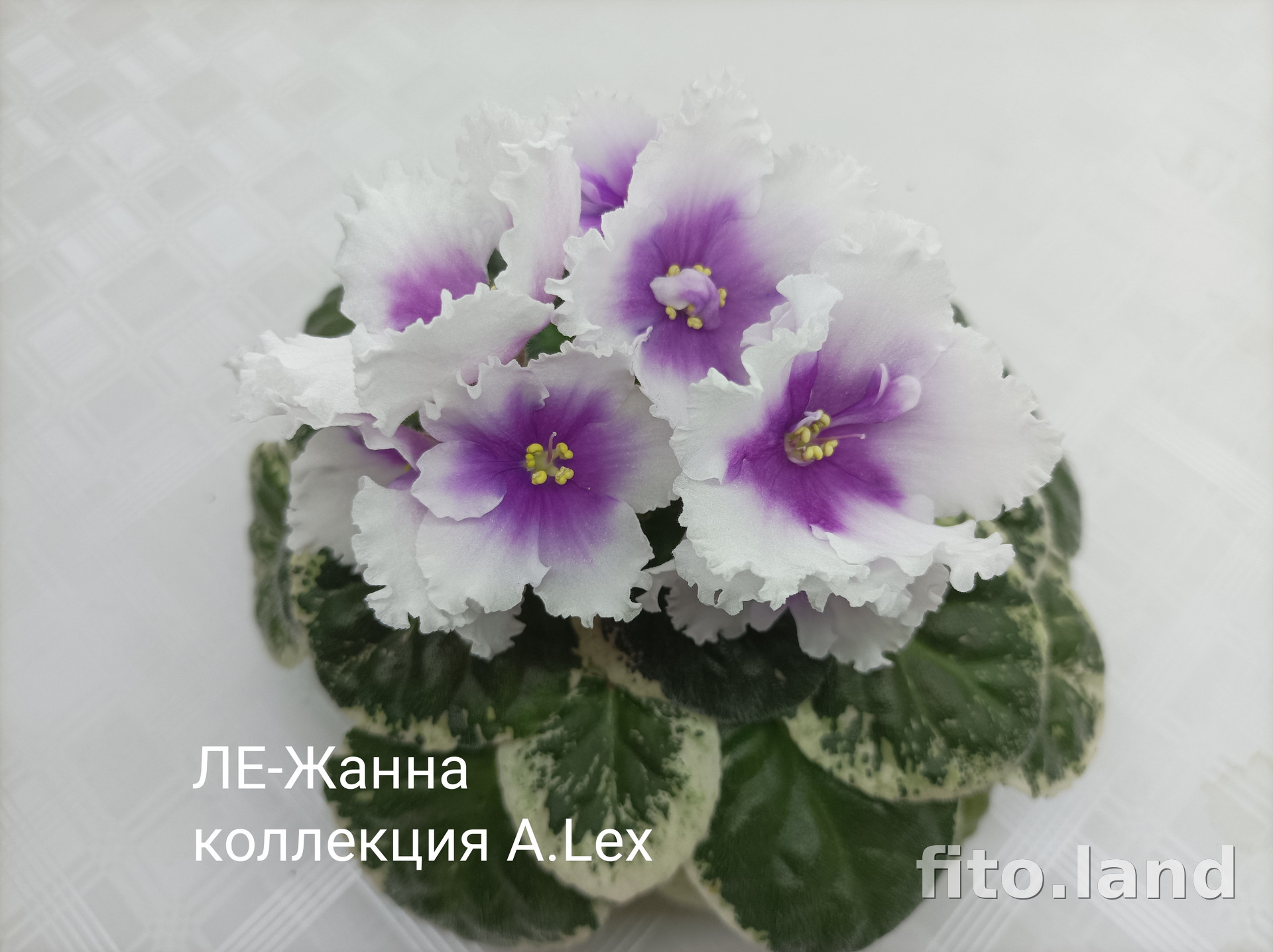 Фиалка ЛЕ-Жанна, фото