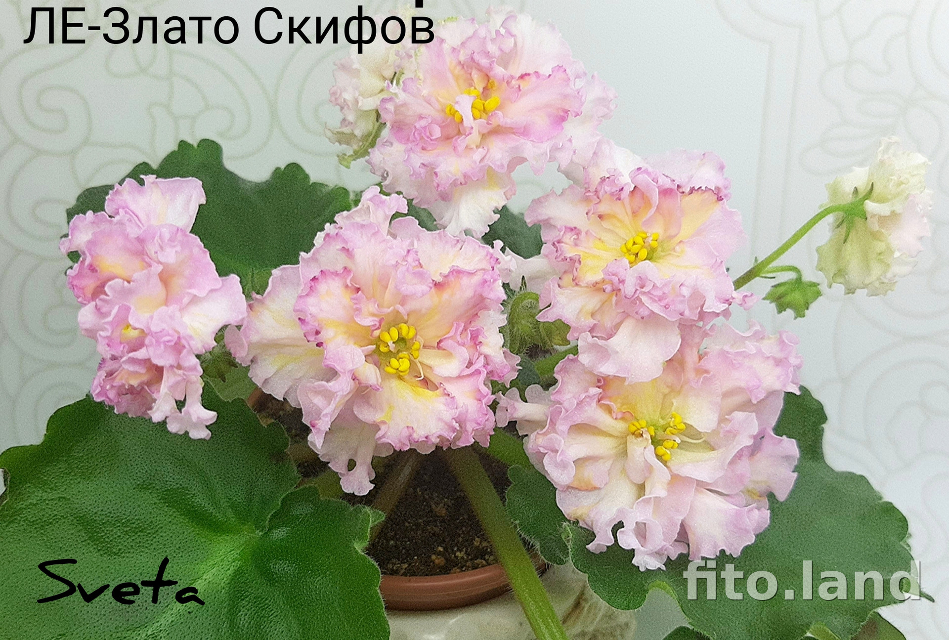 Фиалка ЛЕ-Злато Скифов, фото