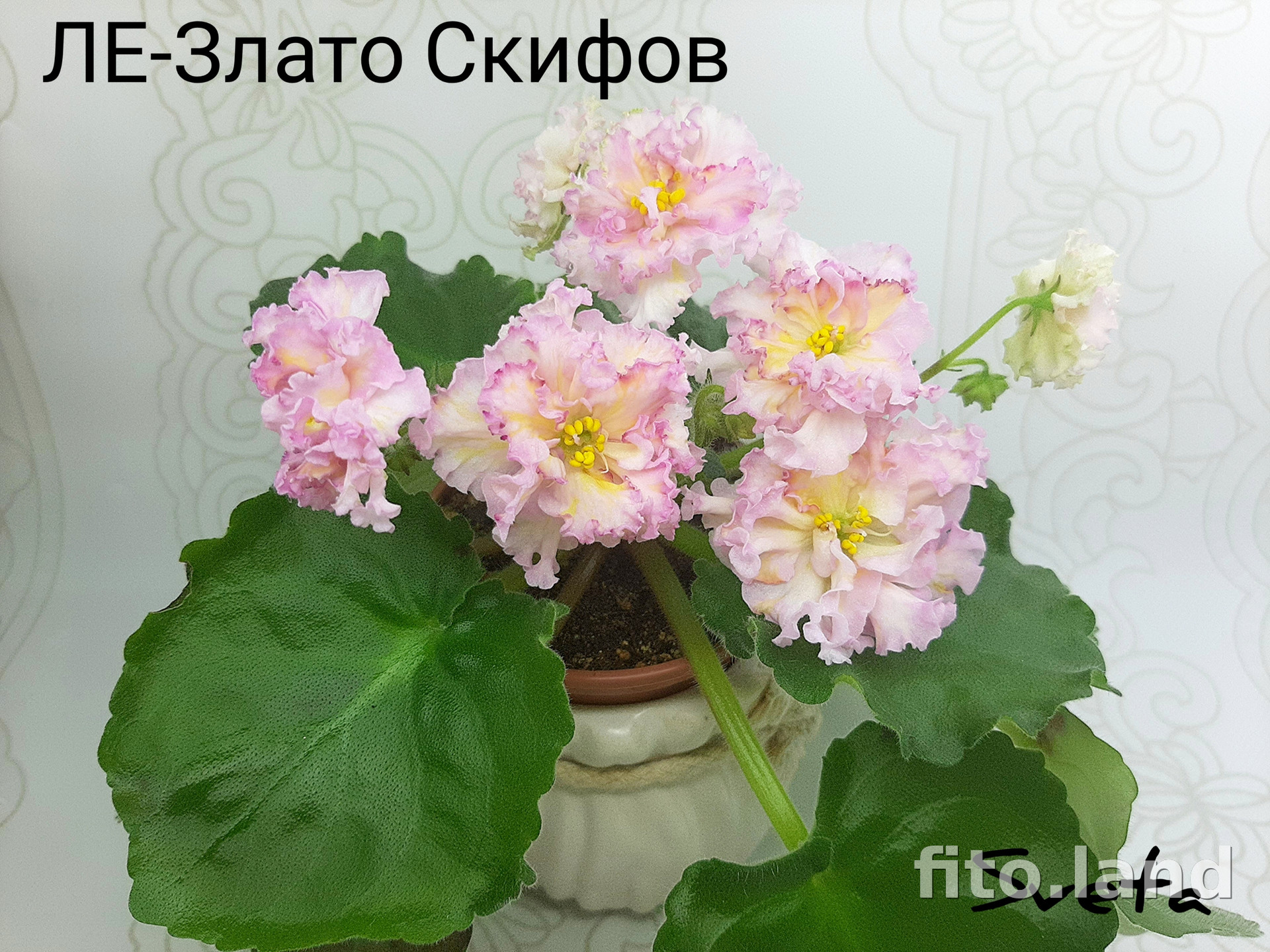 Фиалка ЛЕ-Злато Скифов, фото