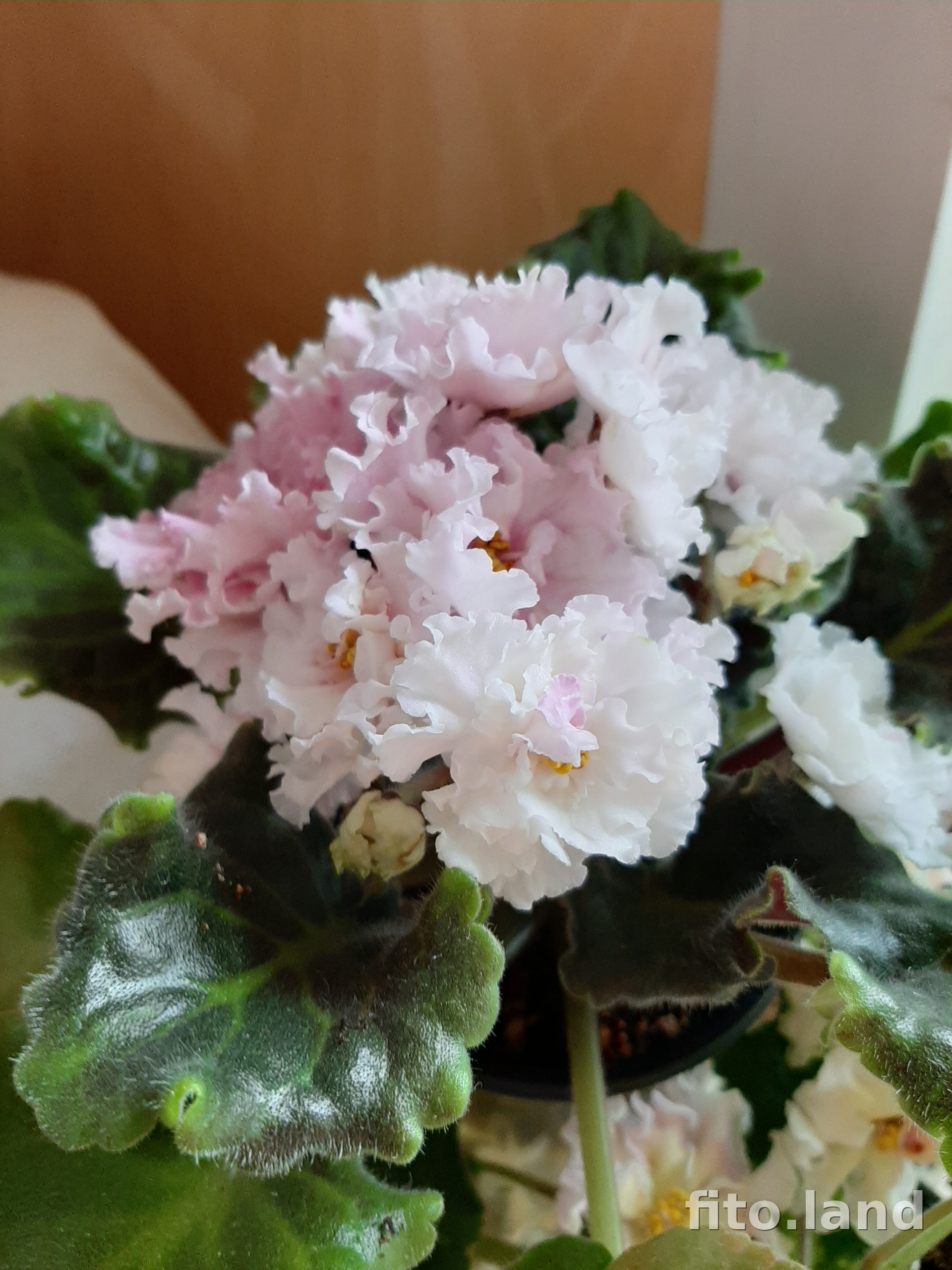 Фиалка ЛЕ-Золотая Хризантема, фото