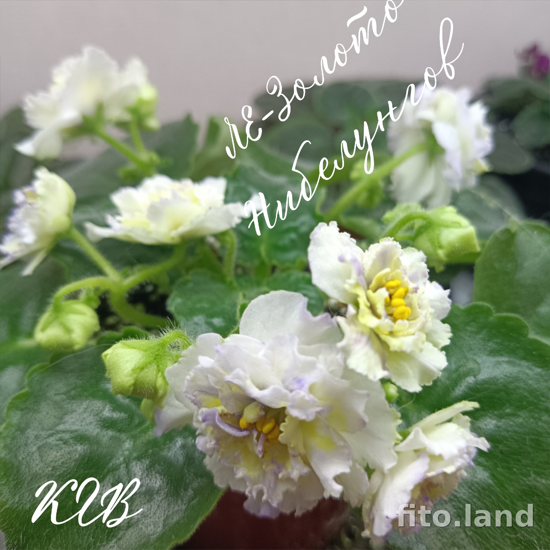 Фиалка ЛЕ-Золото Нибелунгов, фото