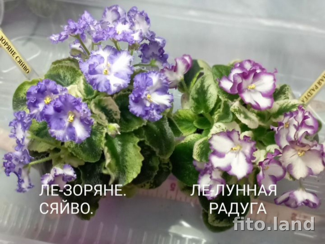 Фиалка ЛЕ-Зоряне Сяйво, фото