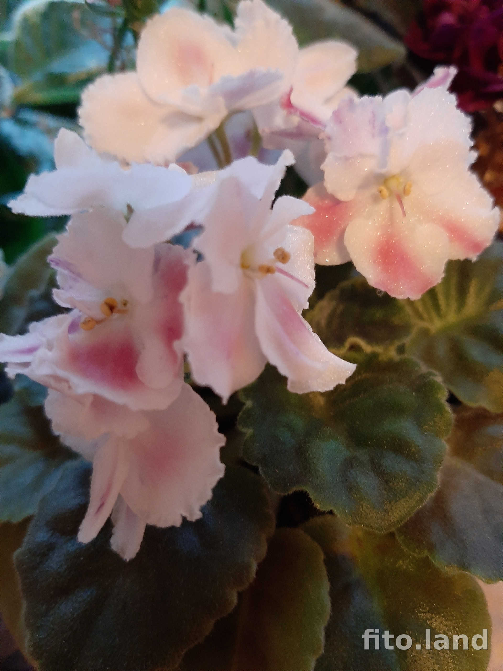 Фиалка ЛЕ-Зорянка, фото