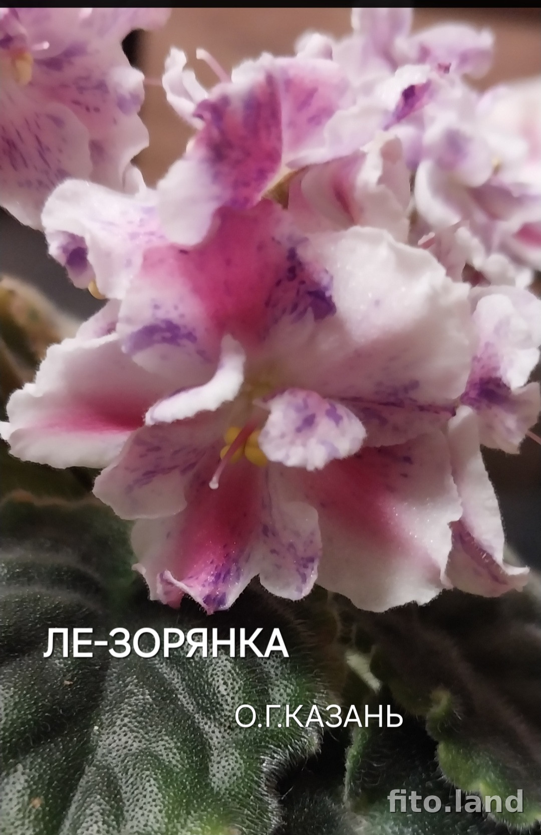 Фиалка ЛЕ-Зорянка, фото