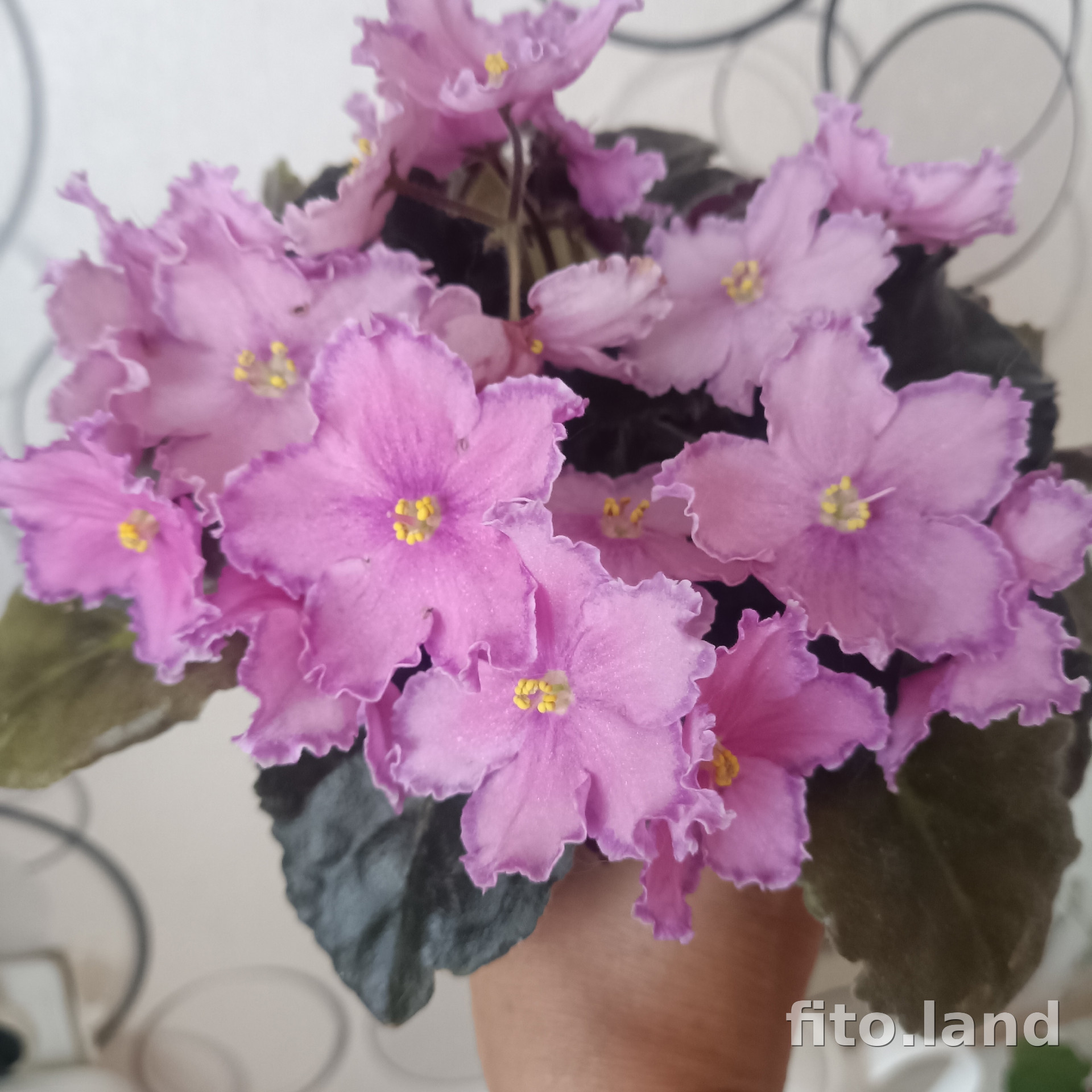 Фиалка Leading Lady, фото