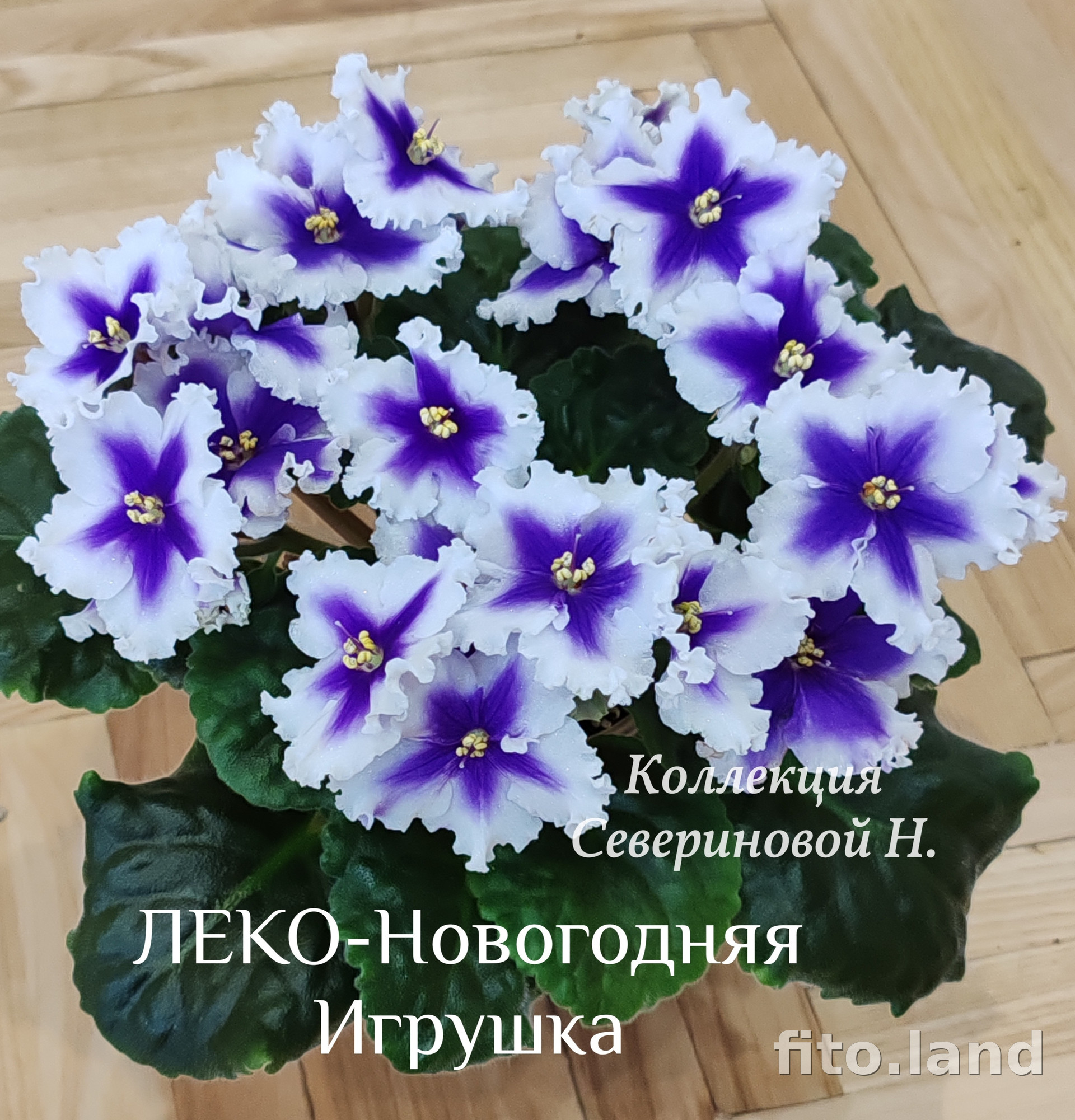 Фиалка ЛЕКО-Новогодняя Игрушка, фото