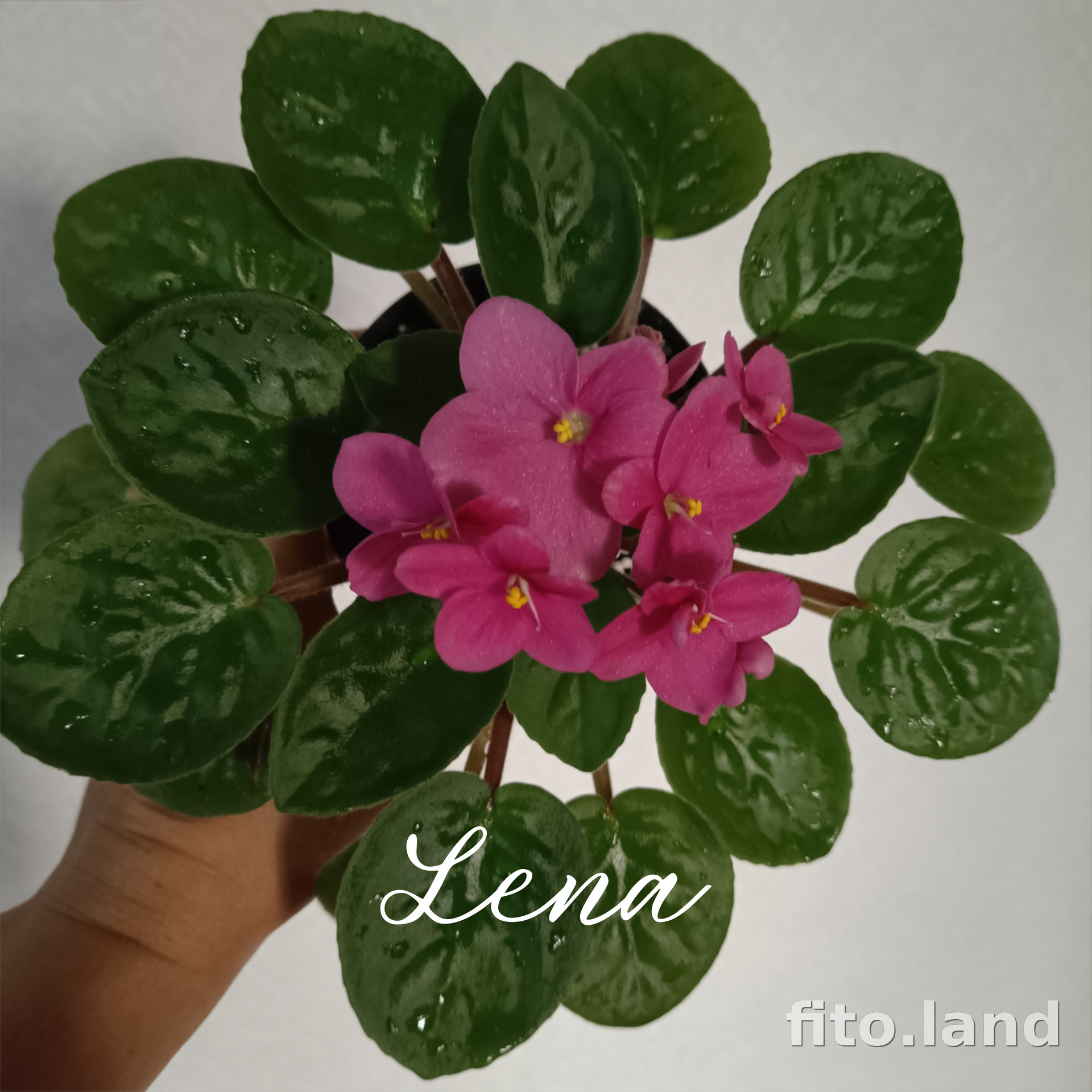 Фиалка Lena, фото