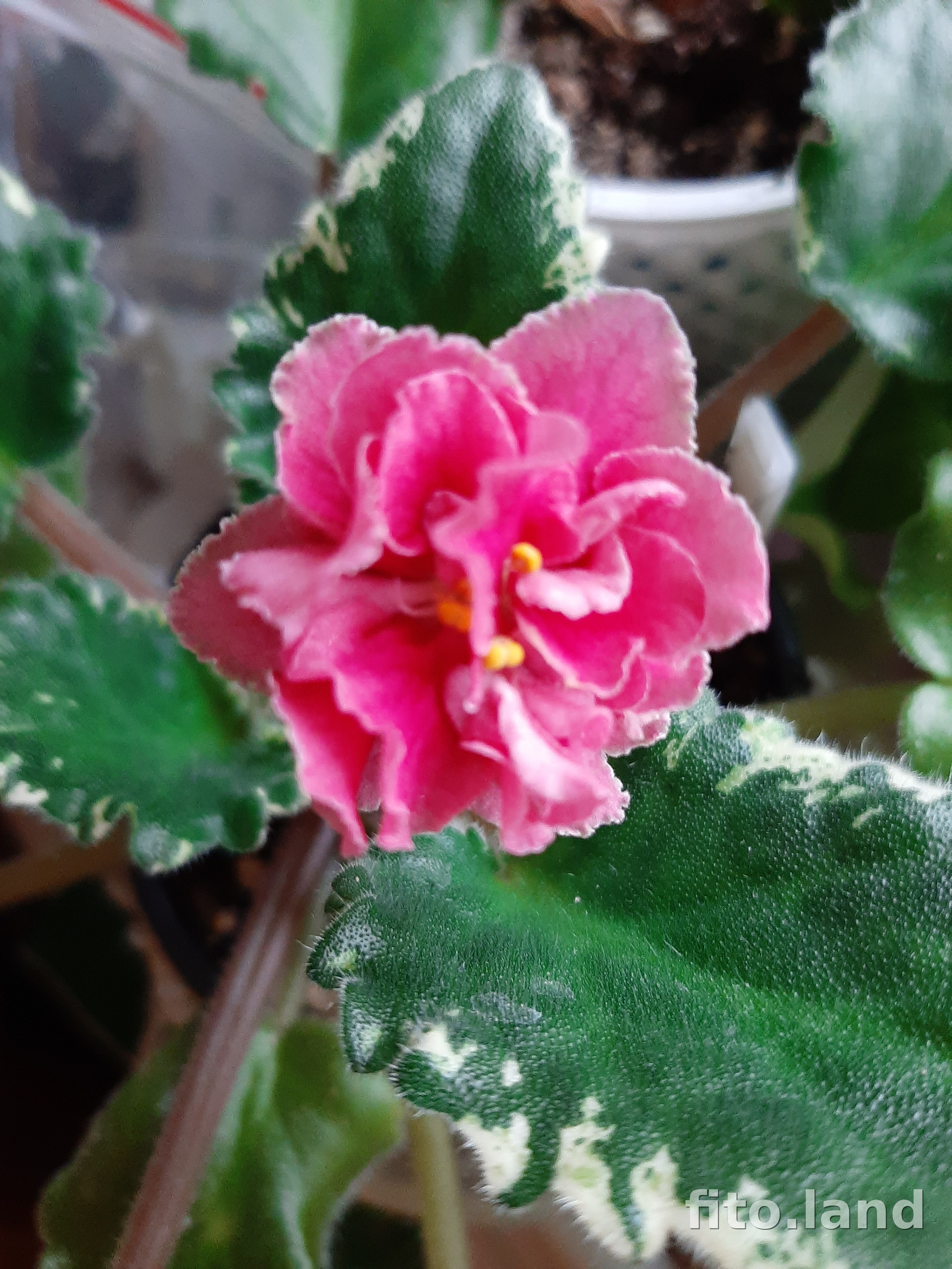 Фиалка ЛФ-Берег Моря, фото