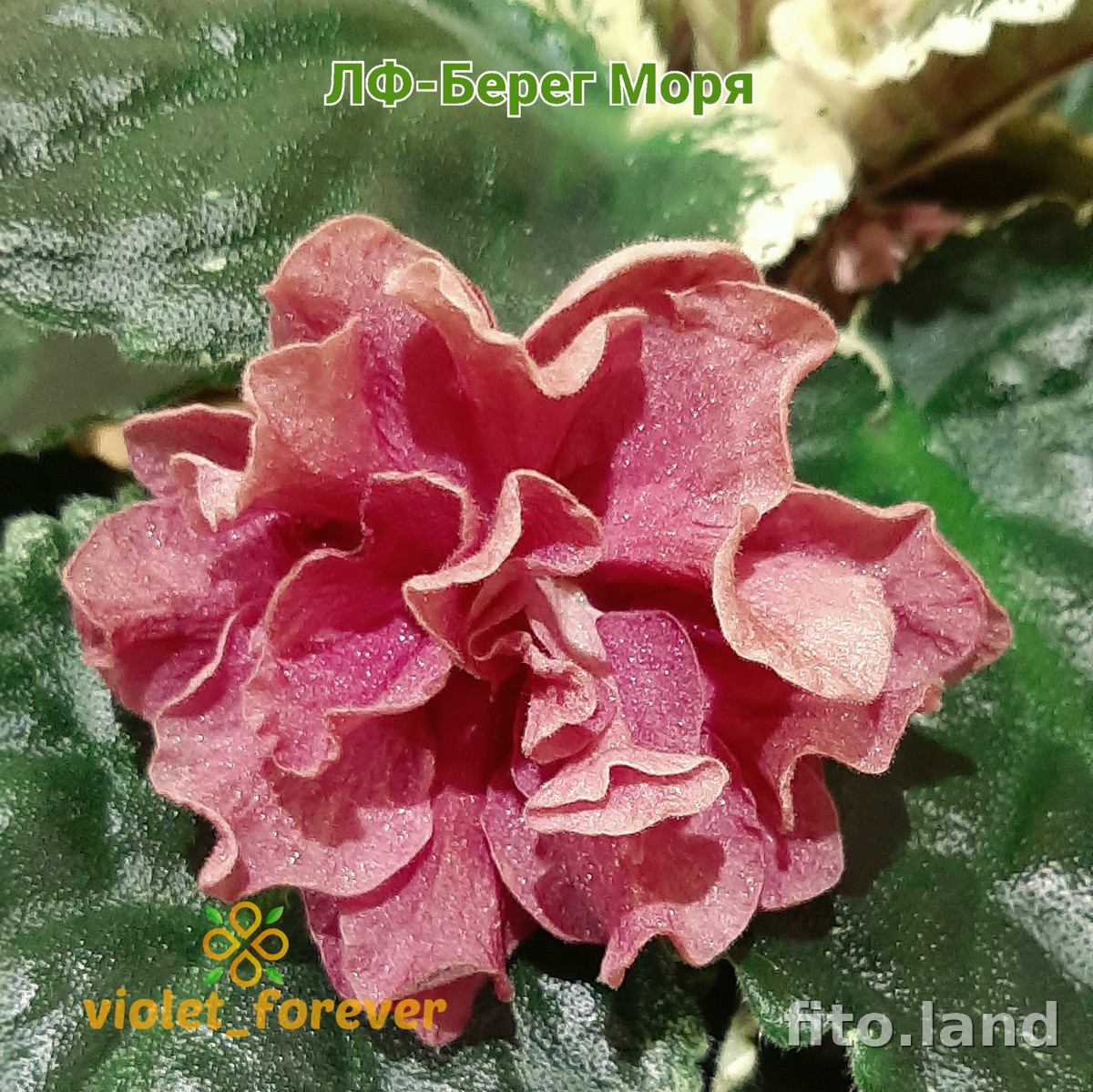 Фиалка ЛФ-Берег Моря, фото