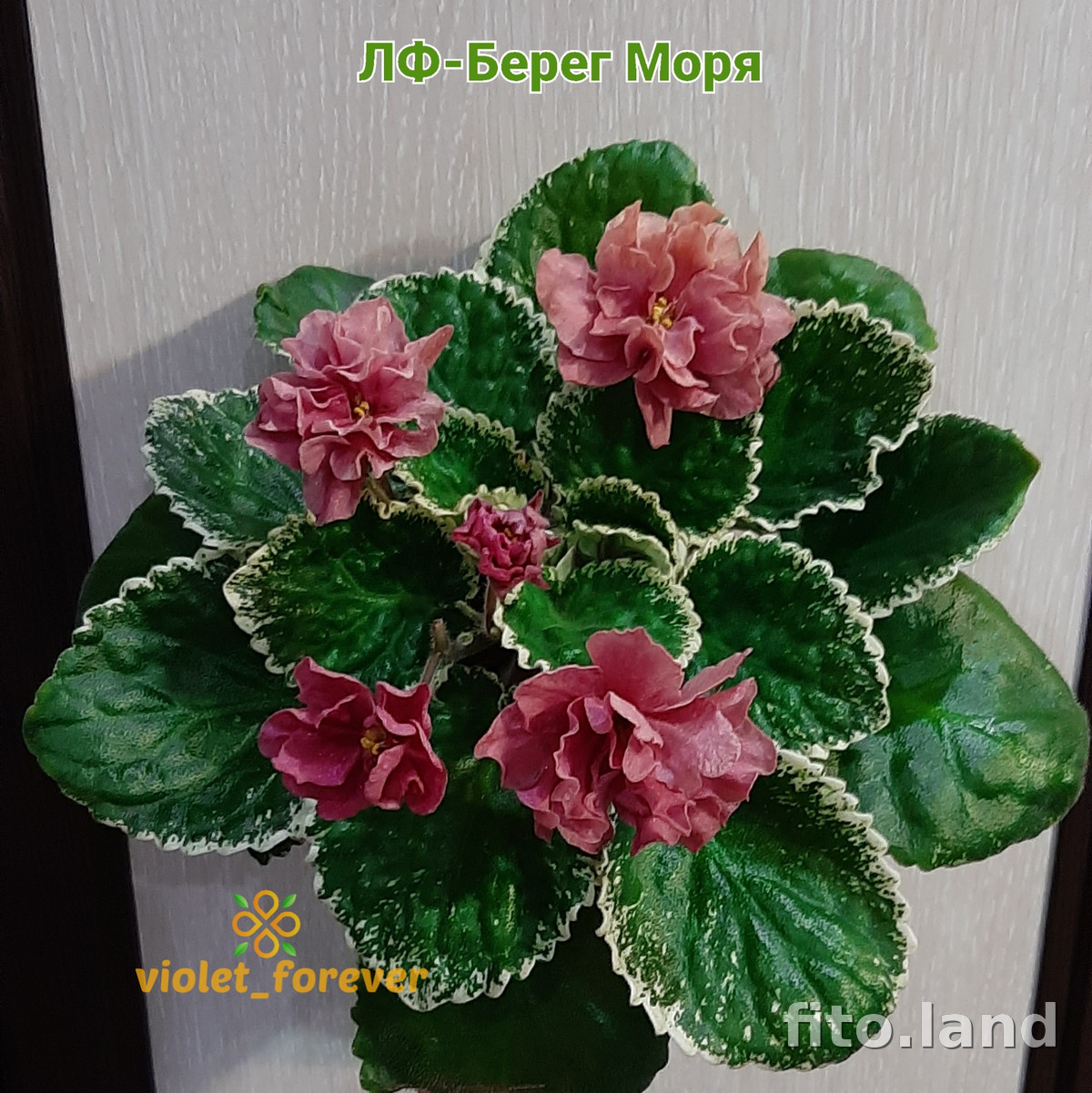 Фиалка ЛФ-Берег Моря, фото
