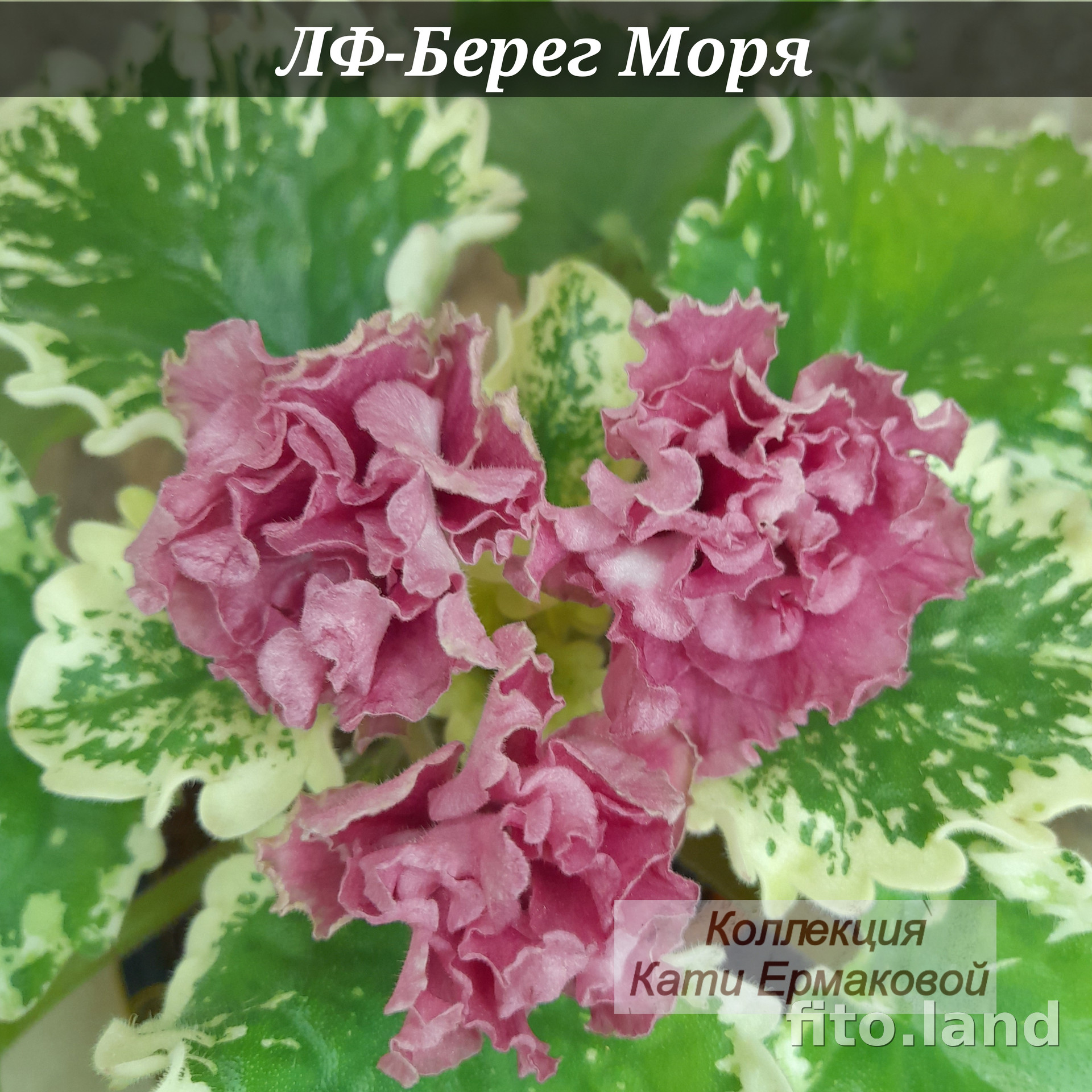 Violet ЛФ-Берег Моря, photo