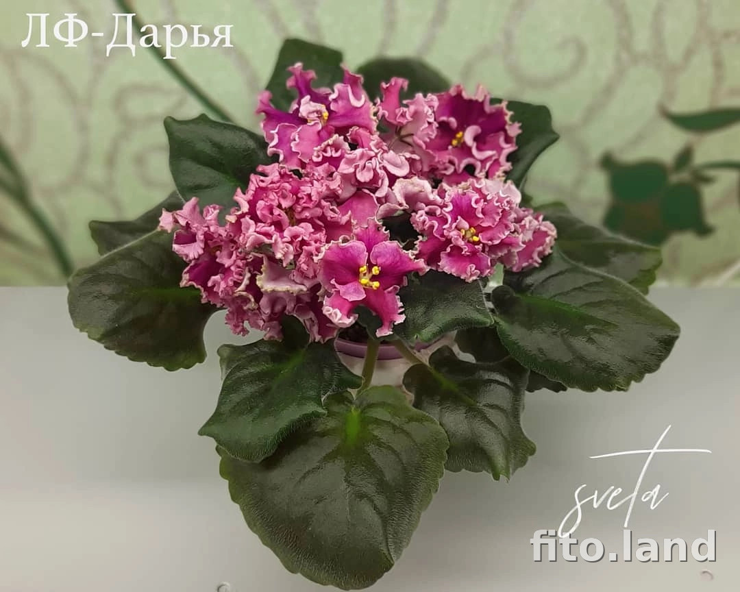 Фиалка ЛФ-Дарья, фото