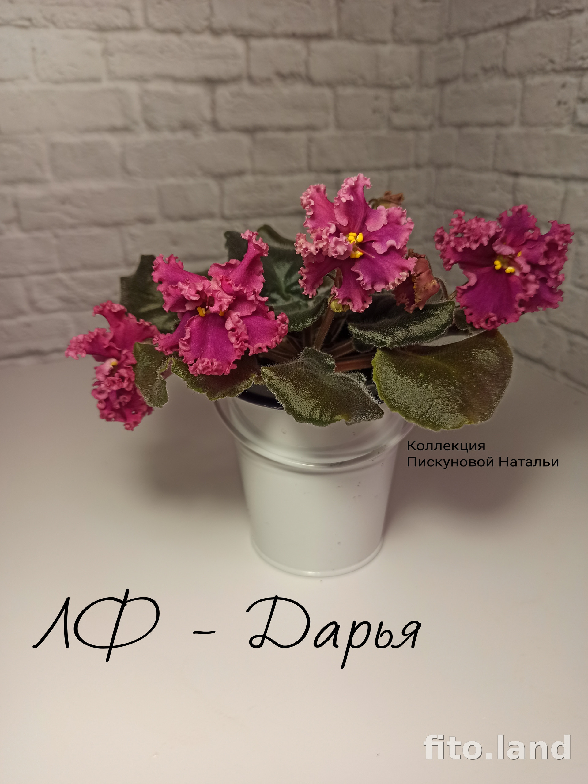 Фиалка ЛФ-Дарья, фото