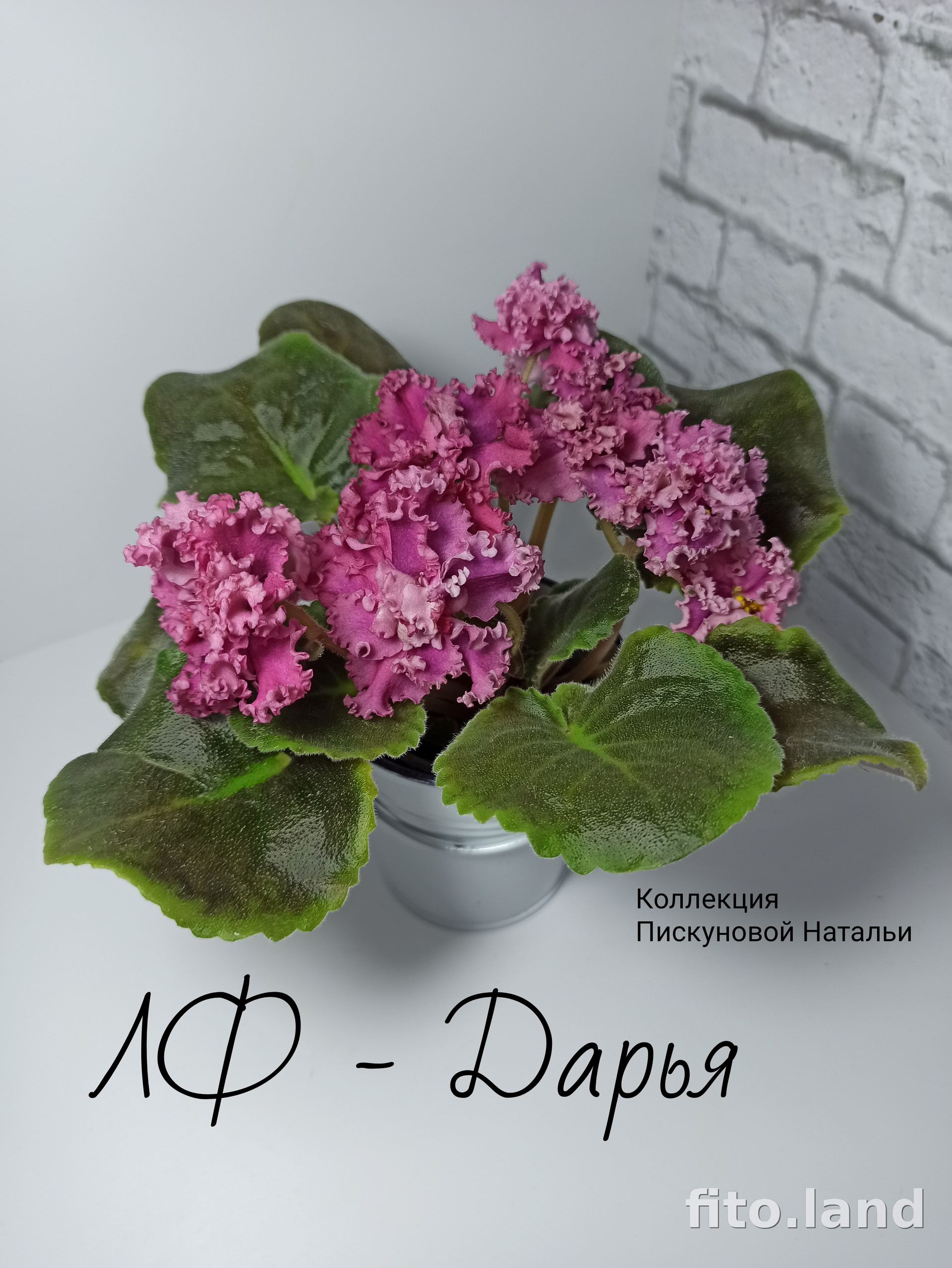 Фиалка ЛФ-Дарья, фото