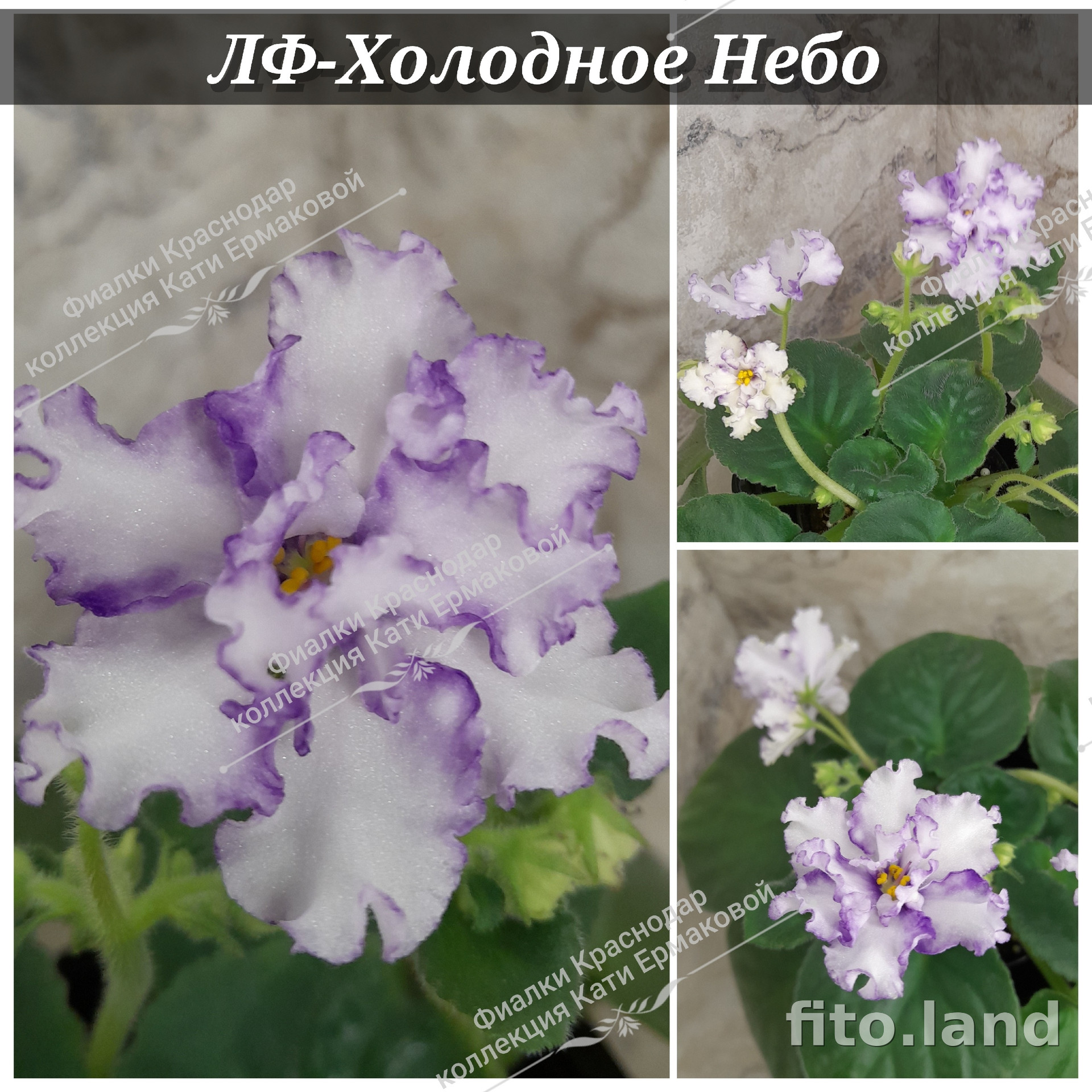 Фиалка ЛФ-Холодное Небо, фото