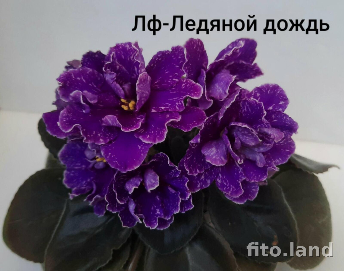 Фиалка ЛФ-Ледяной Дождь, фото