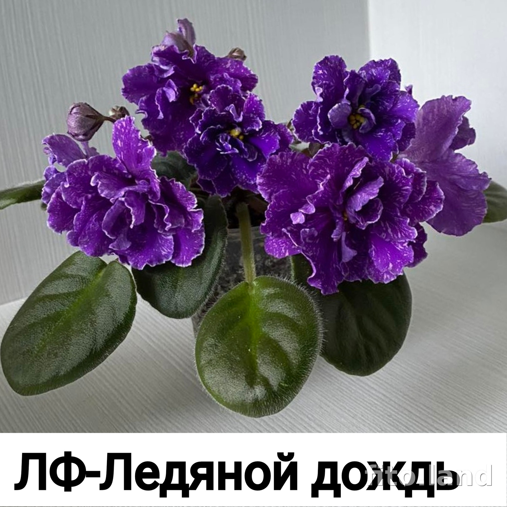 Фиалка ЛФ-Ледяной Дождь, фото