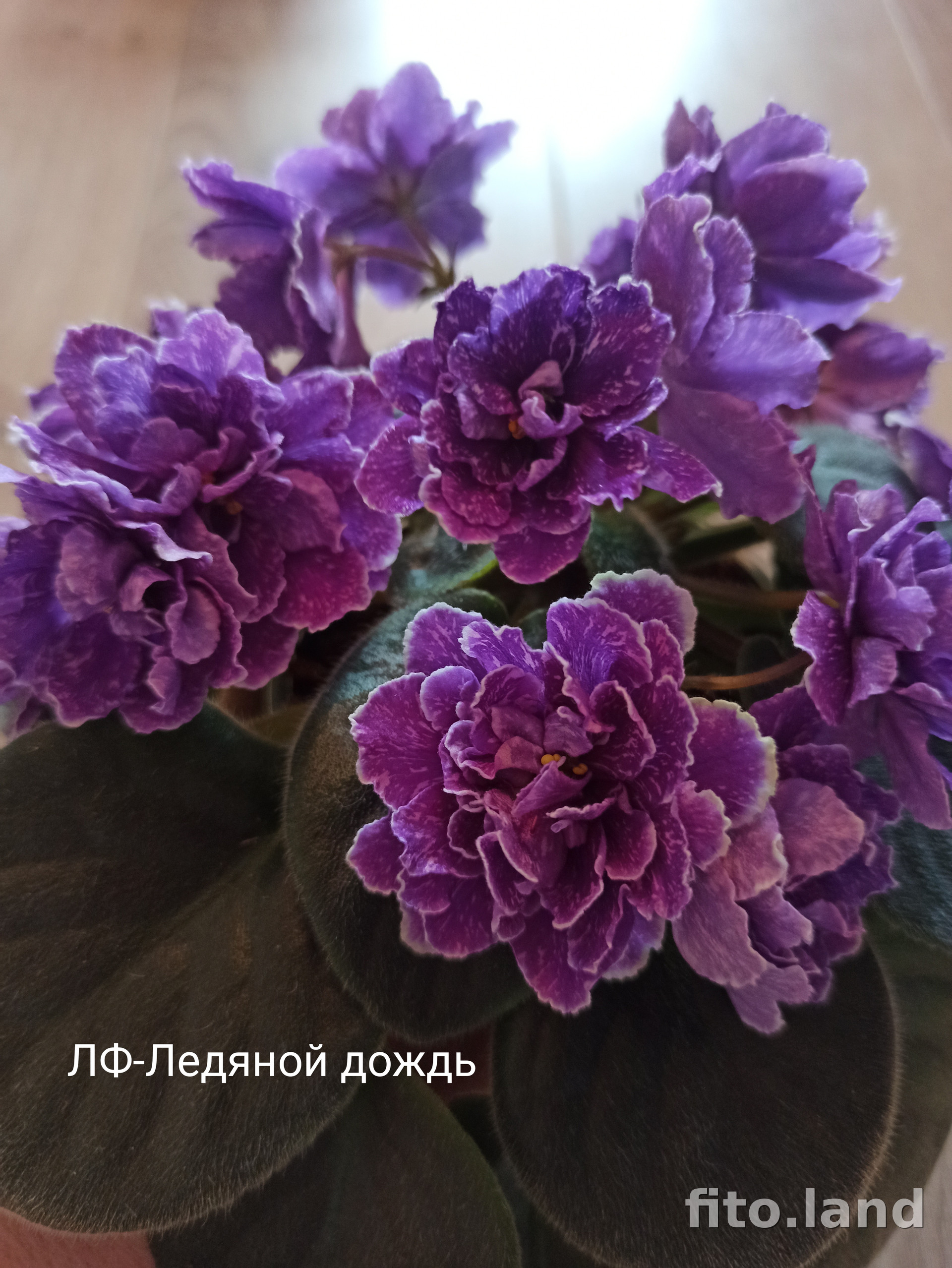 Фиалка ЛФ-Ледяной Дождь, фото