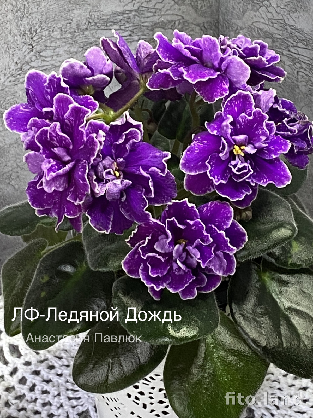 Фиалка ЛФ-Ледяной Дождь, фото