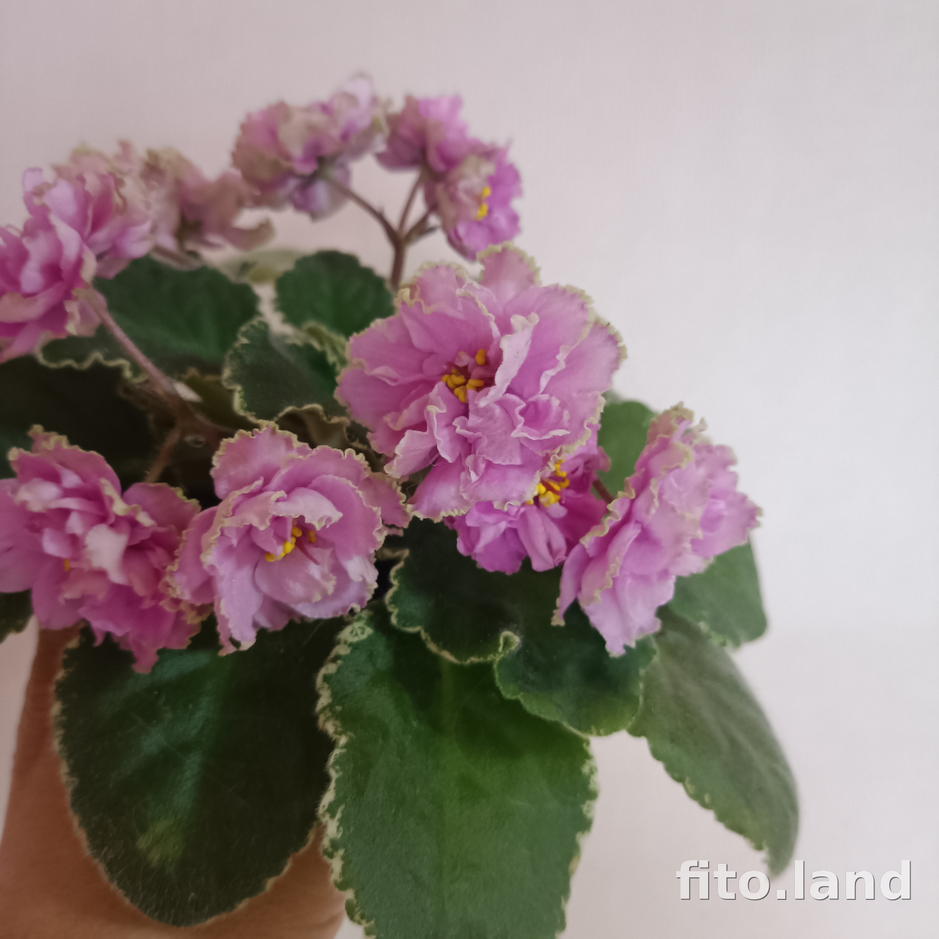 Фиалка ЛФ-Леночка, фото