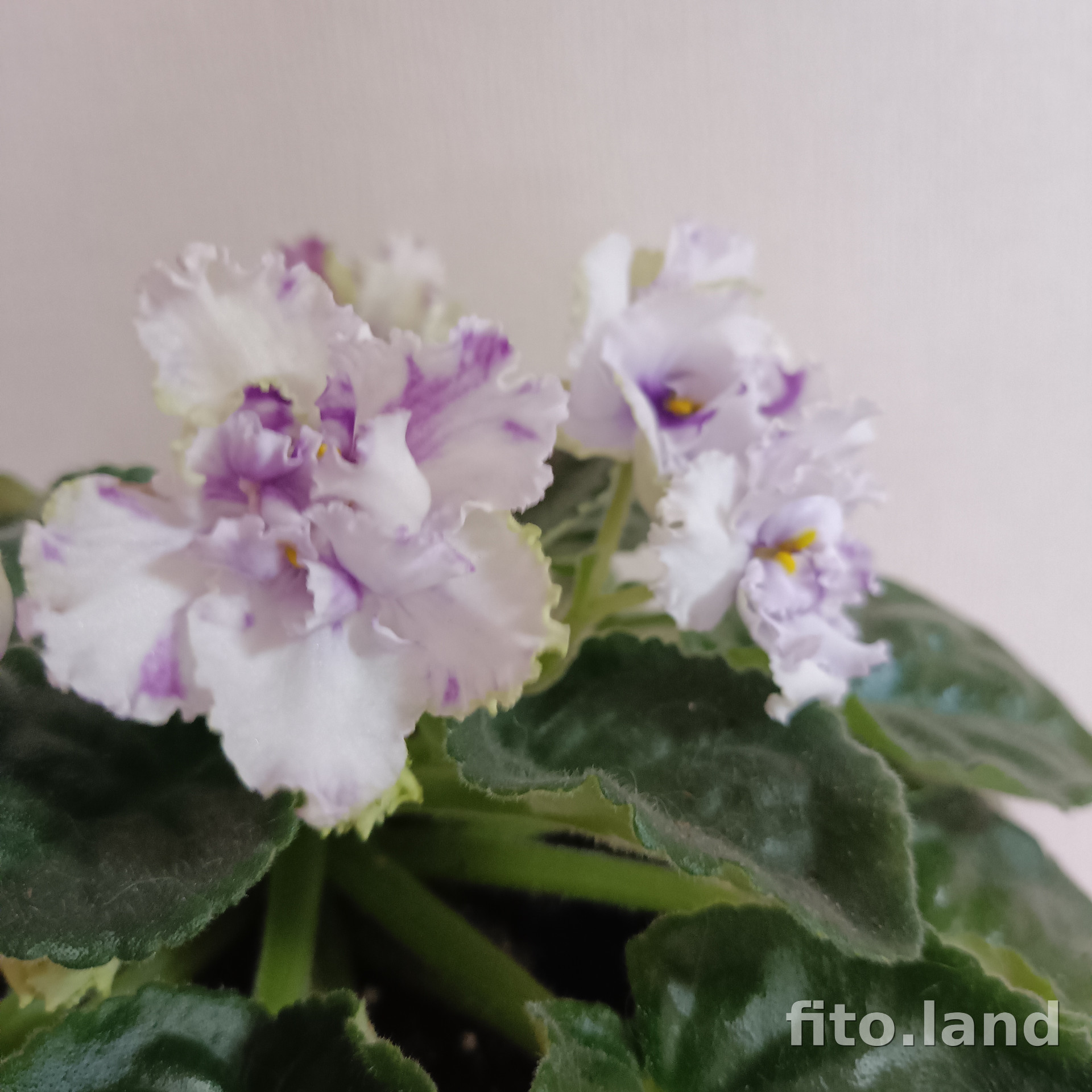 Фиалка ЛФ-Мишель, фото