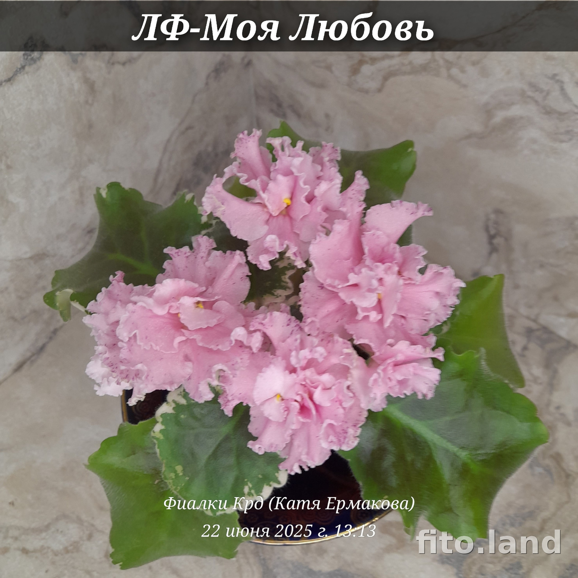 Фиалка ЛФ-Моя Любовь, фото