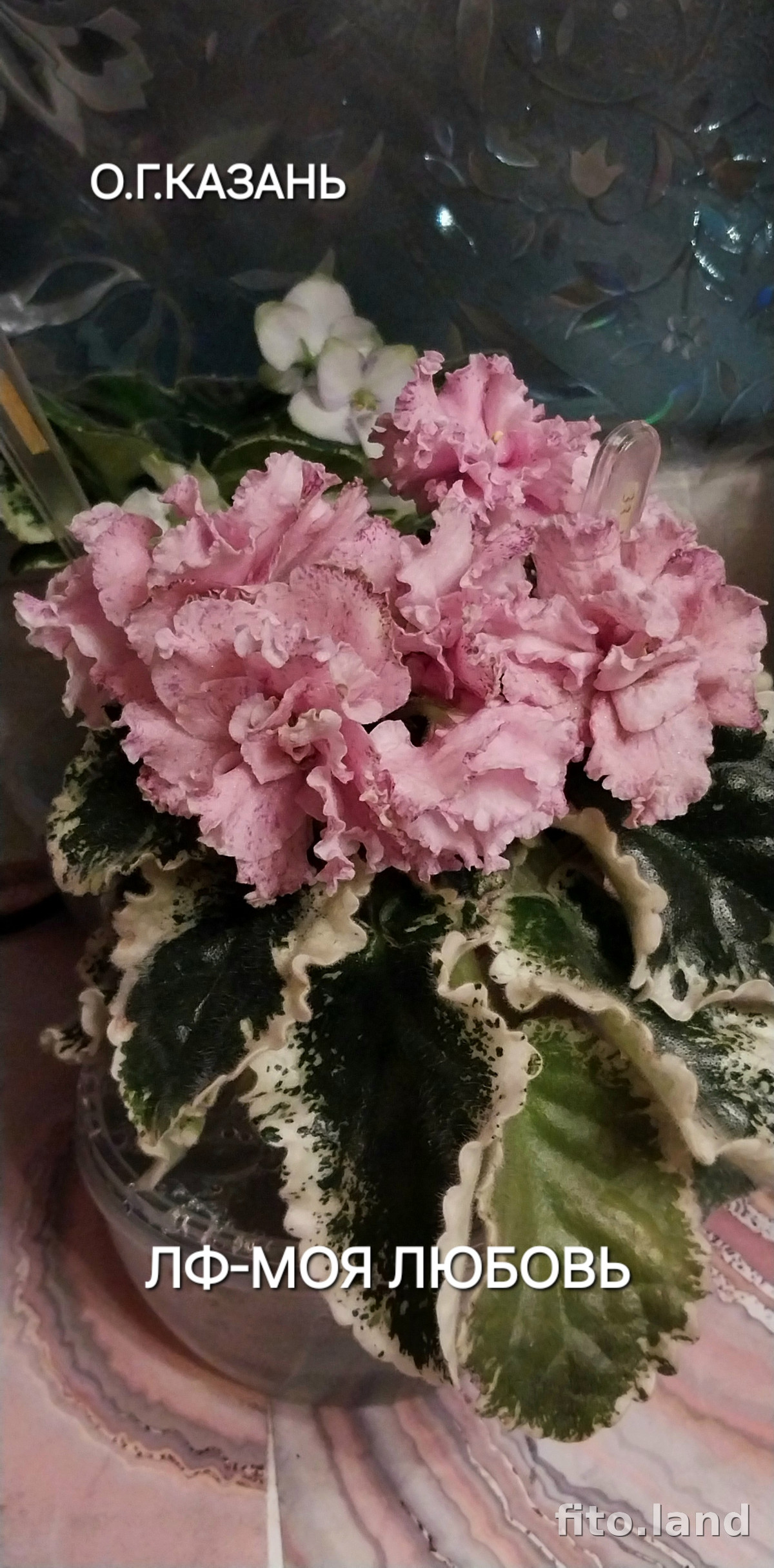 Фиалка ЛФ-Моя Любовь, фото