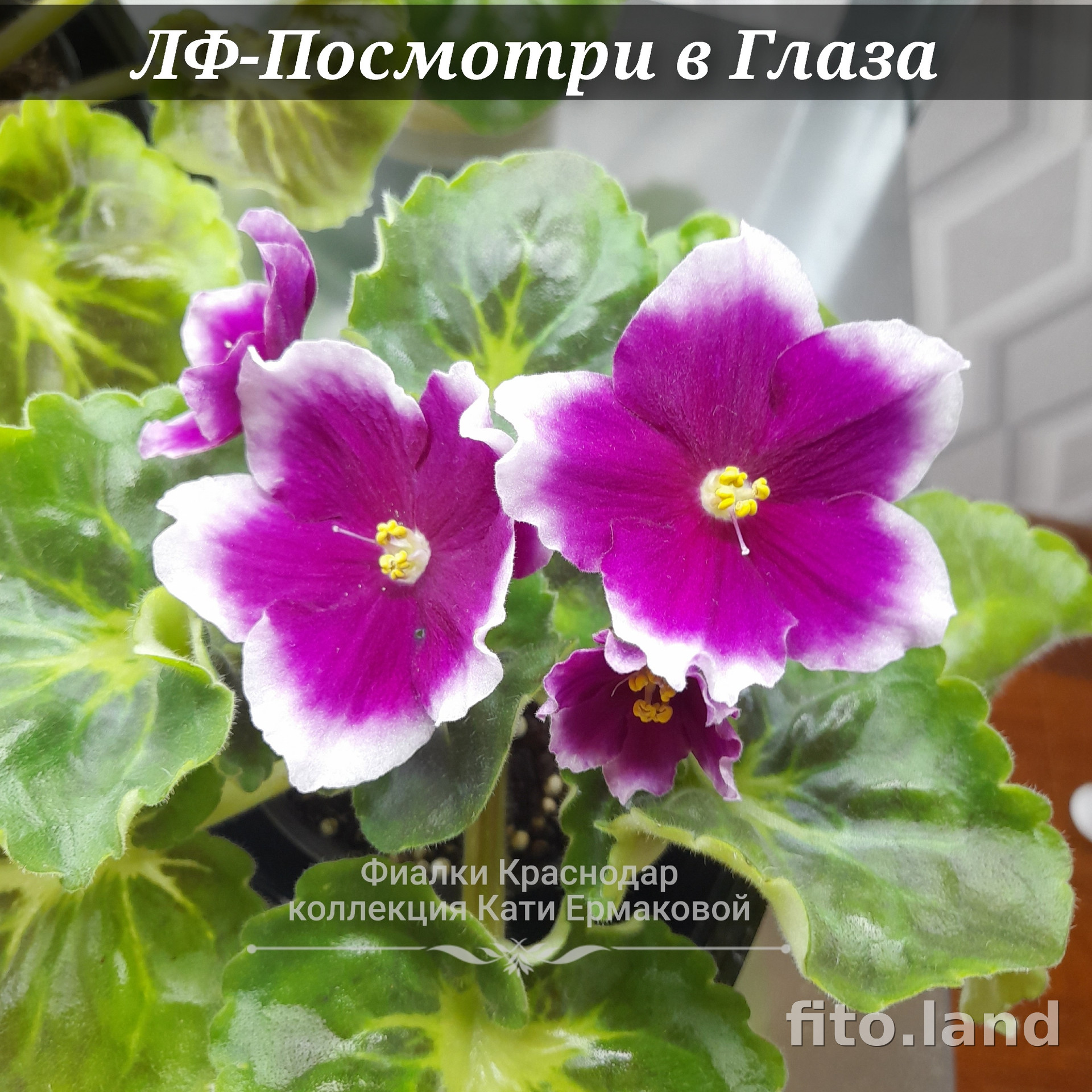 Фиалка ЛФ-Посмотри в Глаза, фото