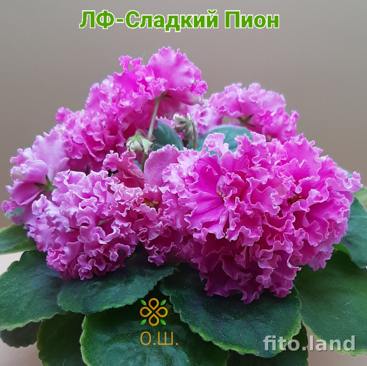 Фиалка ЛФ-Сладкий Пион, фото