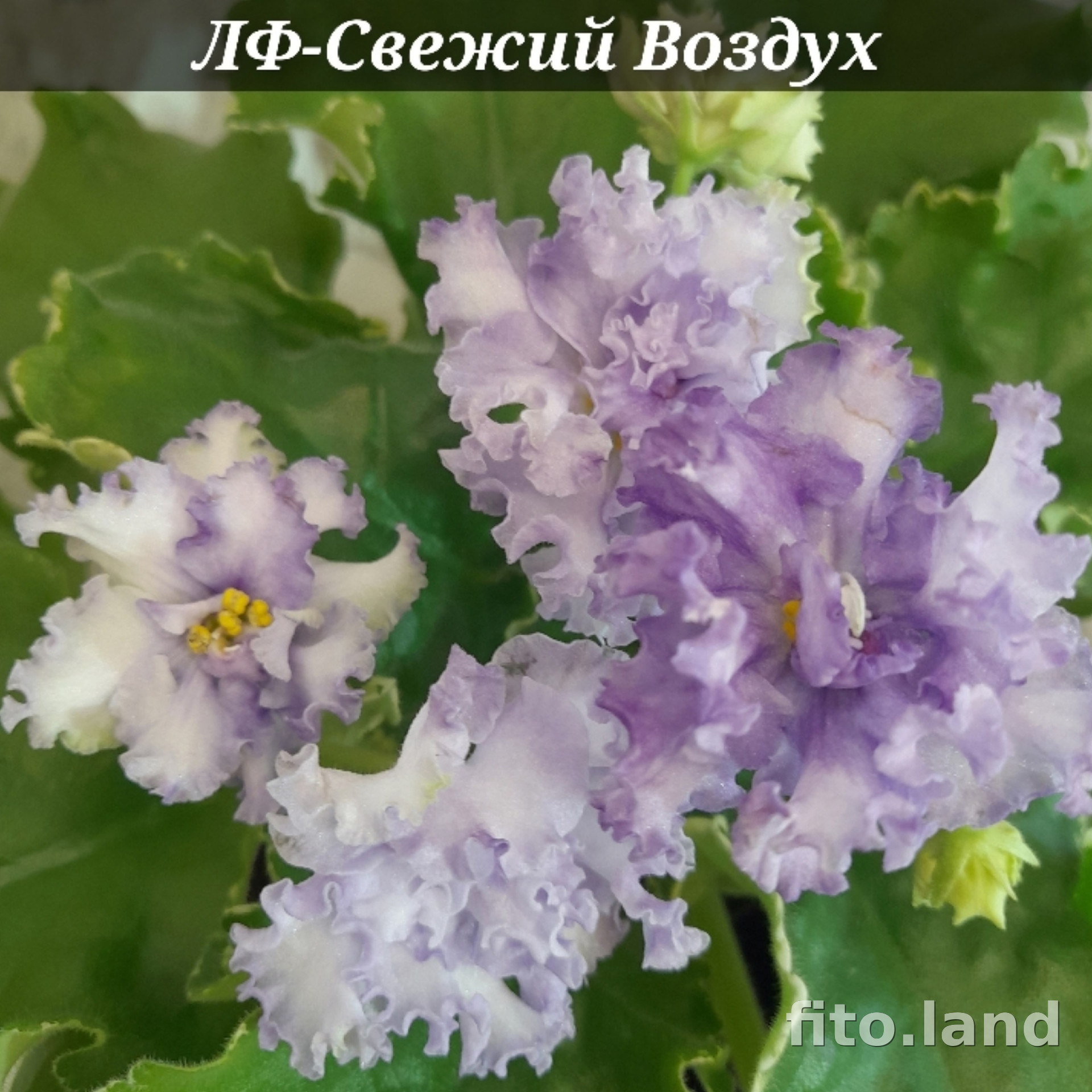 Фиалка ЛФ-Свежий Воздух, фото