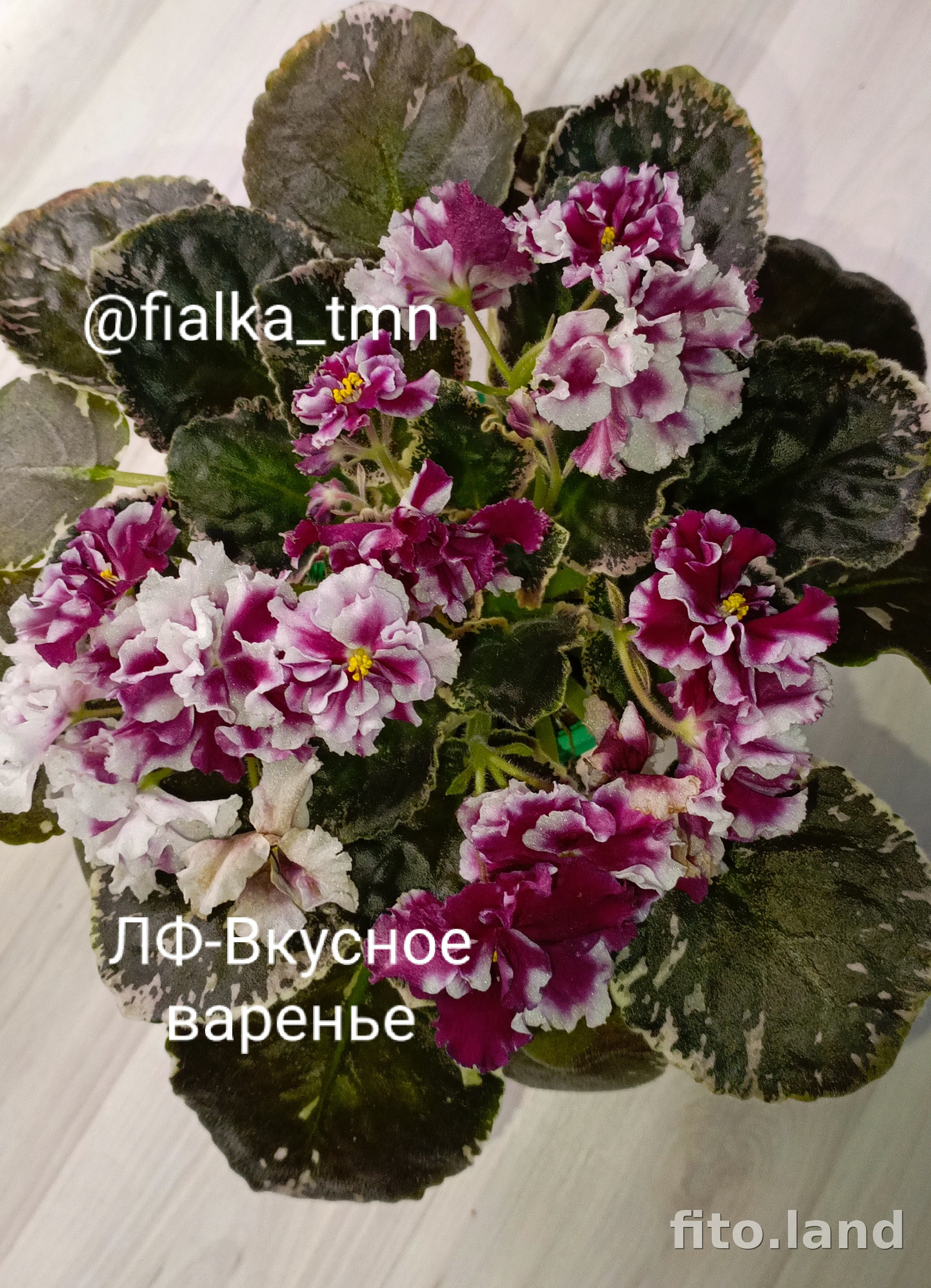 Фиалка ЛФ-Вкусное Варенье, фото