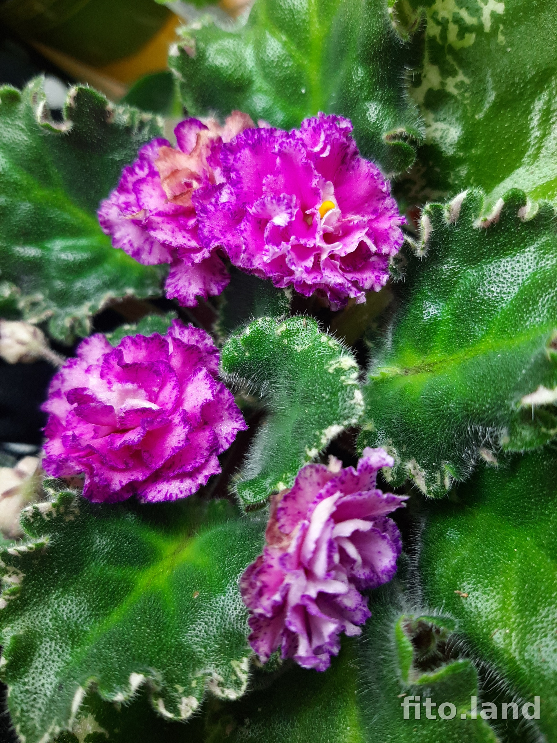 Фиалка ЛФ-Ягодная Льдинка, фото