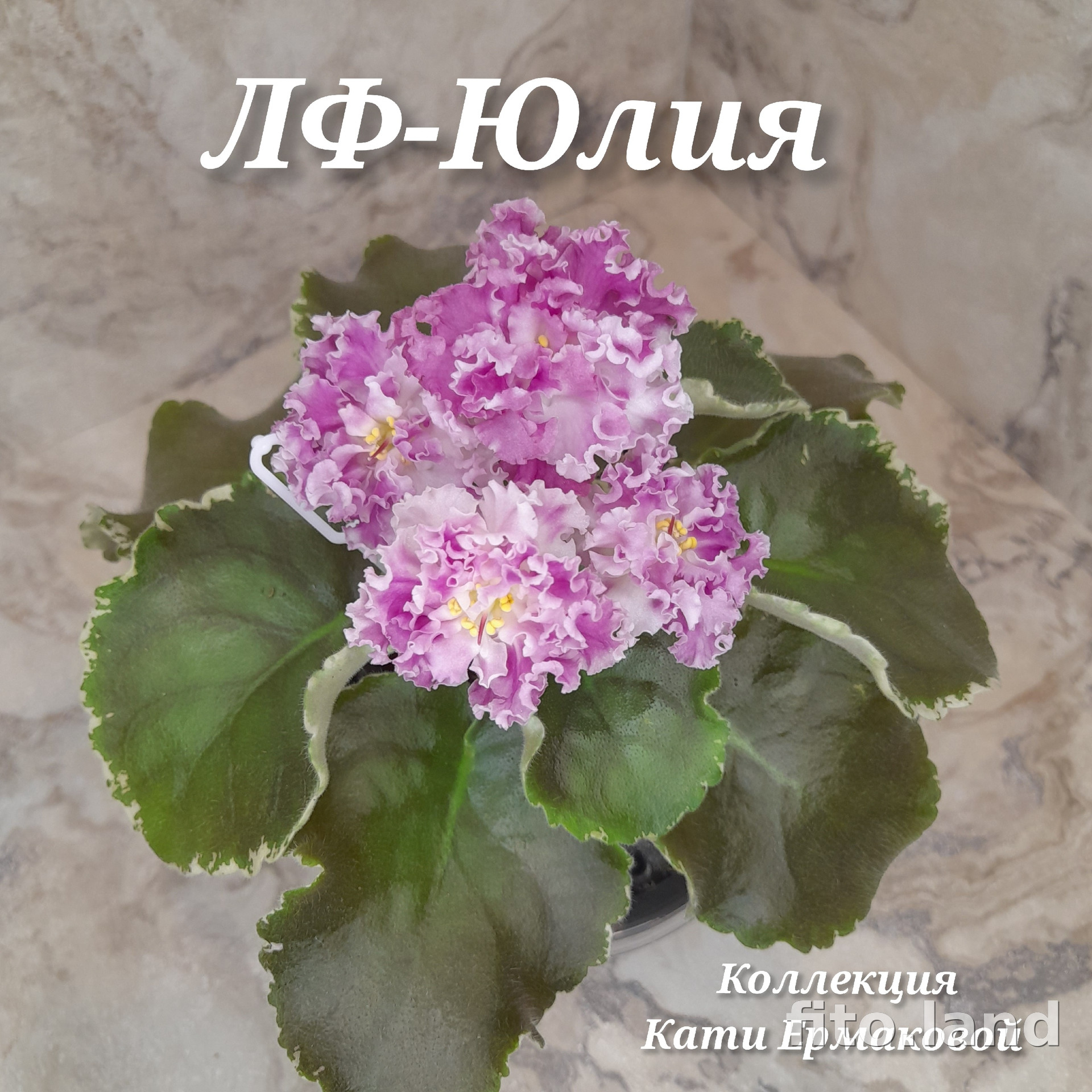 Фиалка ЛФ-Юлия, фото